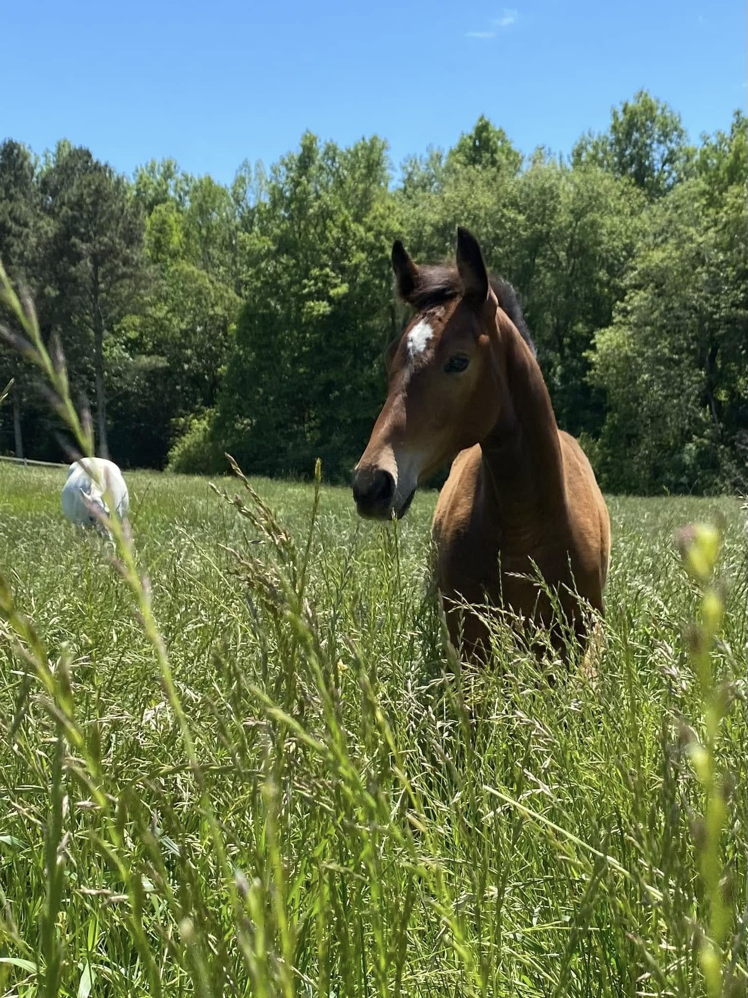 A brown horse with a white star-shaped marking on its forehead standing in a grassy field with green trees and a clear blue sky in the background.