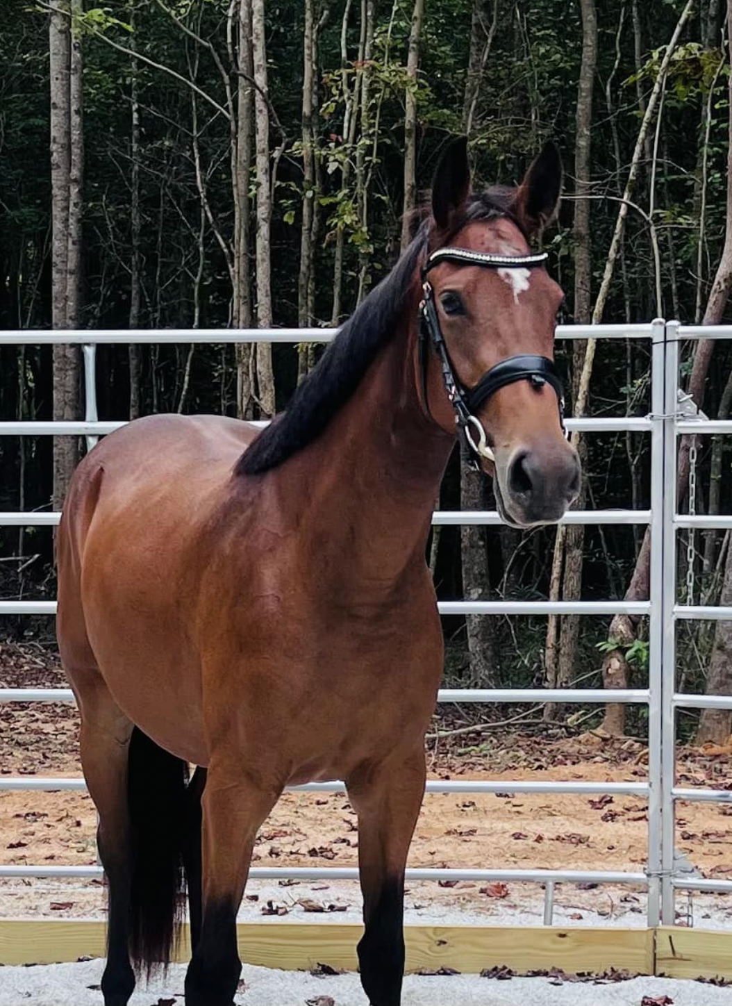 A brown horse with a black mane standing in a fenced area with trees in the background.
