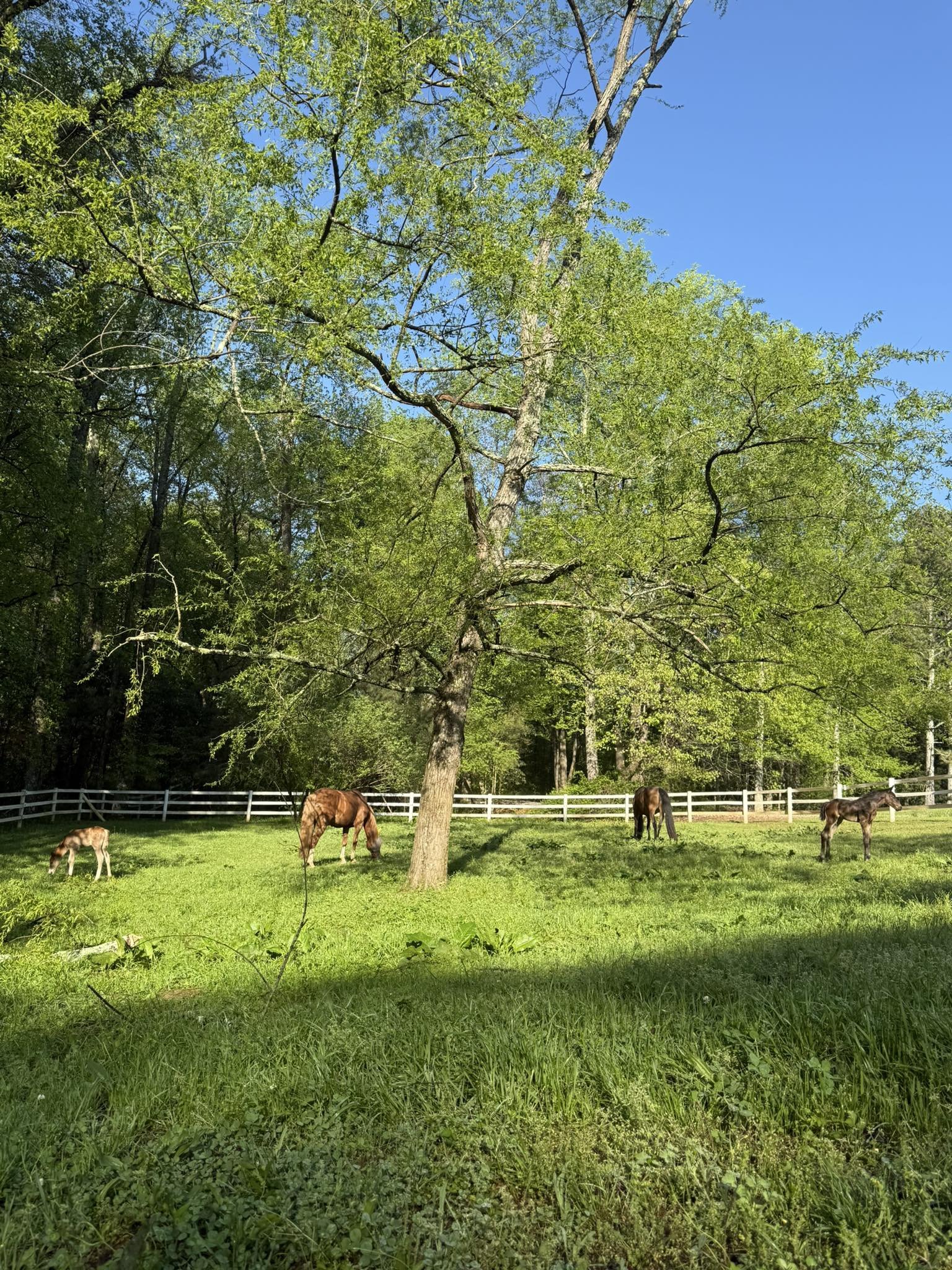 Green pasture with four horses grazing, large tree in the center, white fence, and a clear blue sky.