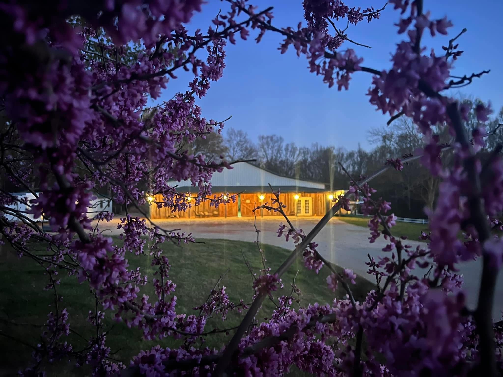 Pink blooming branches in the foreground with a barn illuminated by yellow lights in the background during dusk or early evening.