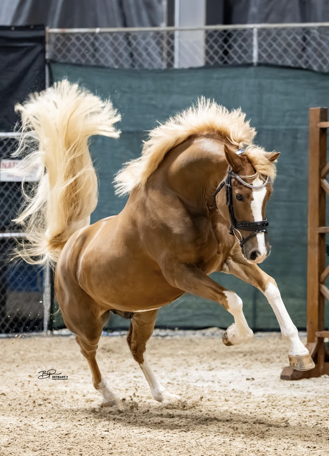 A palomino horse with a flowing mane and tail playing in an indoor arena.