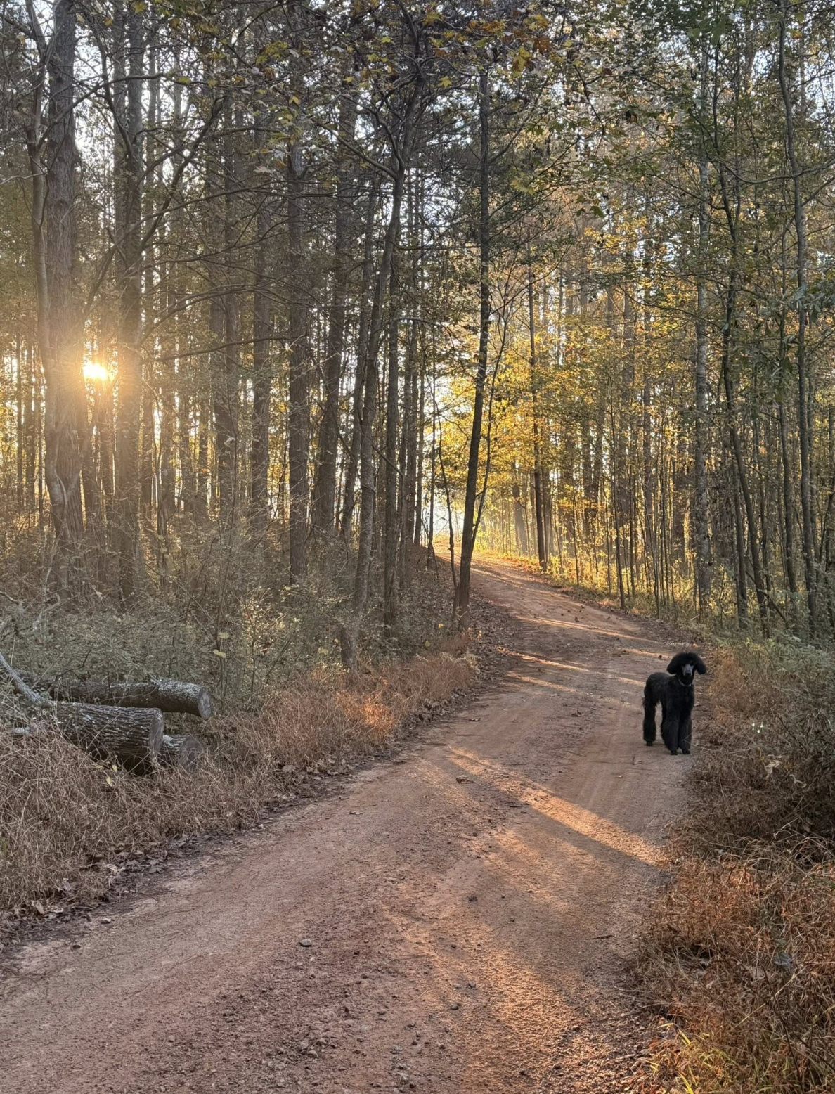 Sunset in a forest with a dirt trail and a black poodle standing in the middle of the trail.