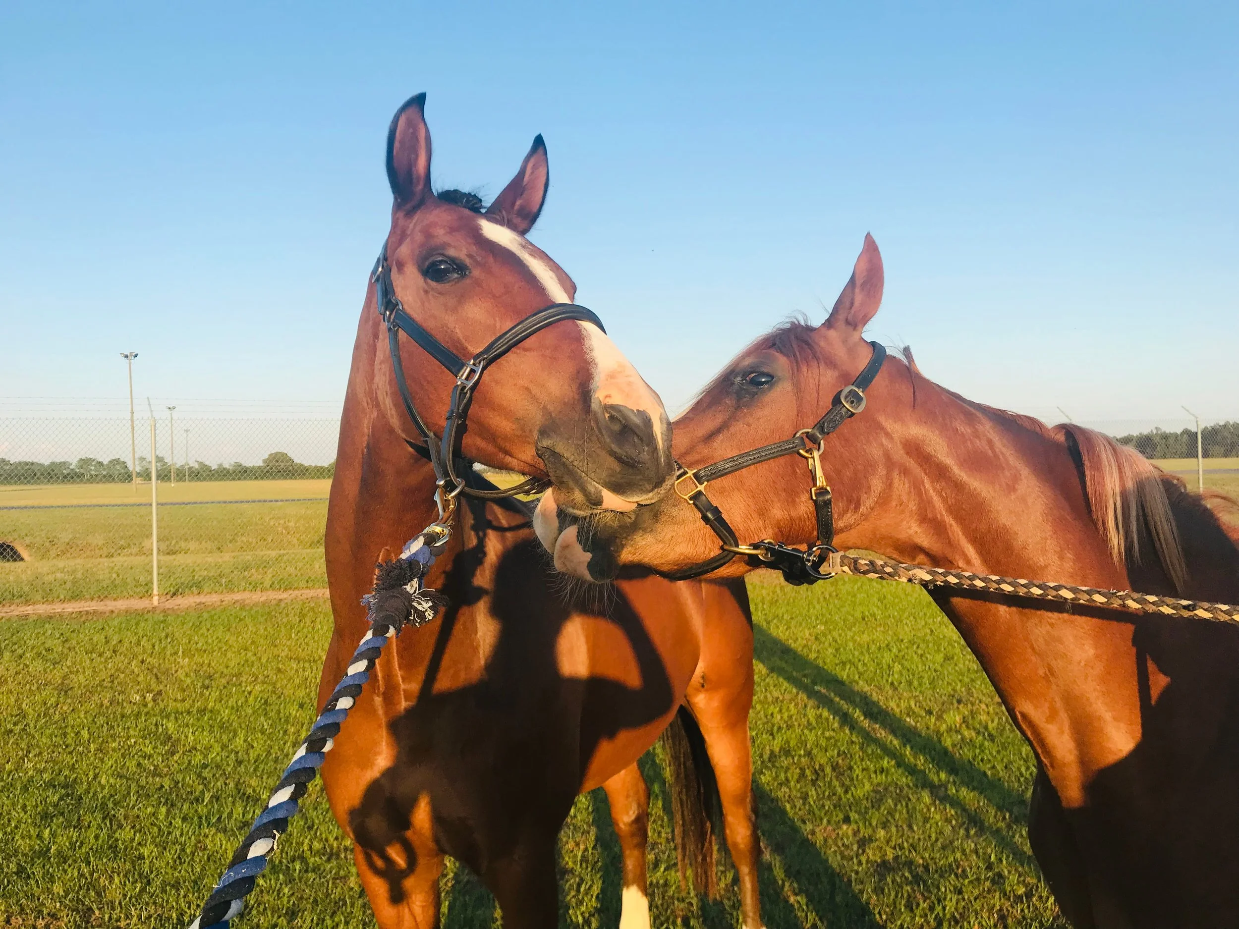 Photo May 07 2019, 7 46 05 PM.jpg