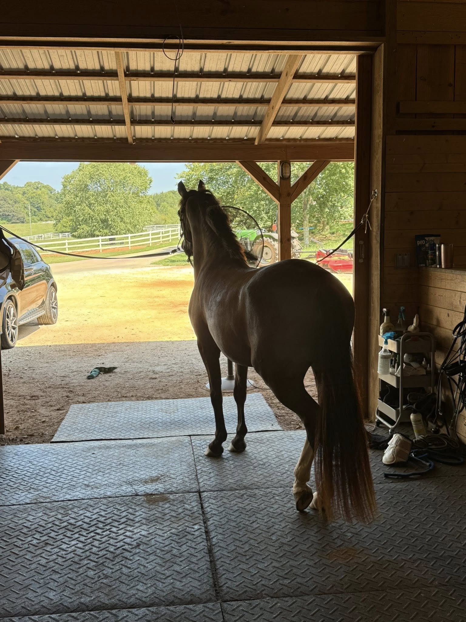 A brown horse with a shiny coat standing inside a wooden barn, looking out towards a bright, sunny day with green trees and a white fence outside. The barn has a metal roof, and there are various grooming supplies and equipment on the right side.