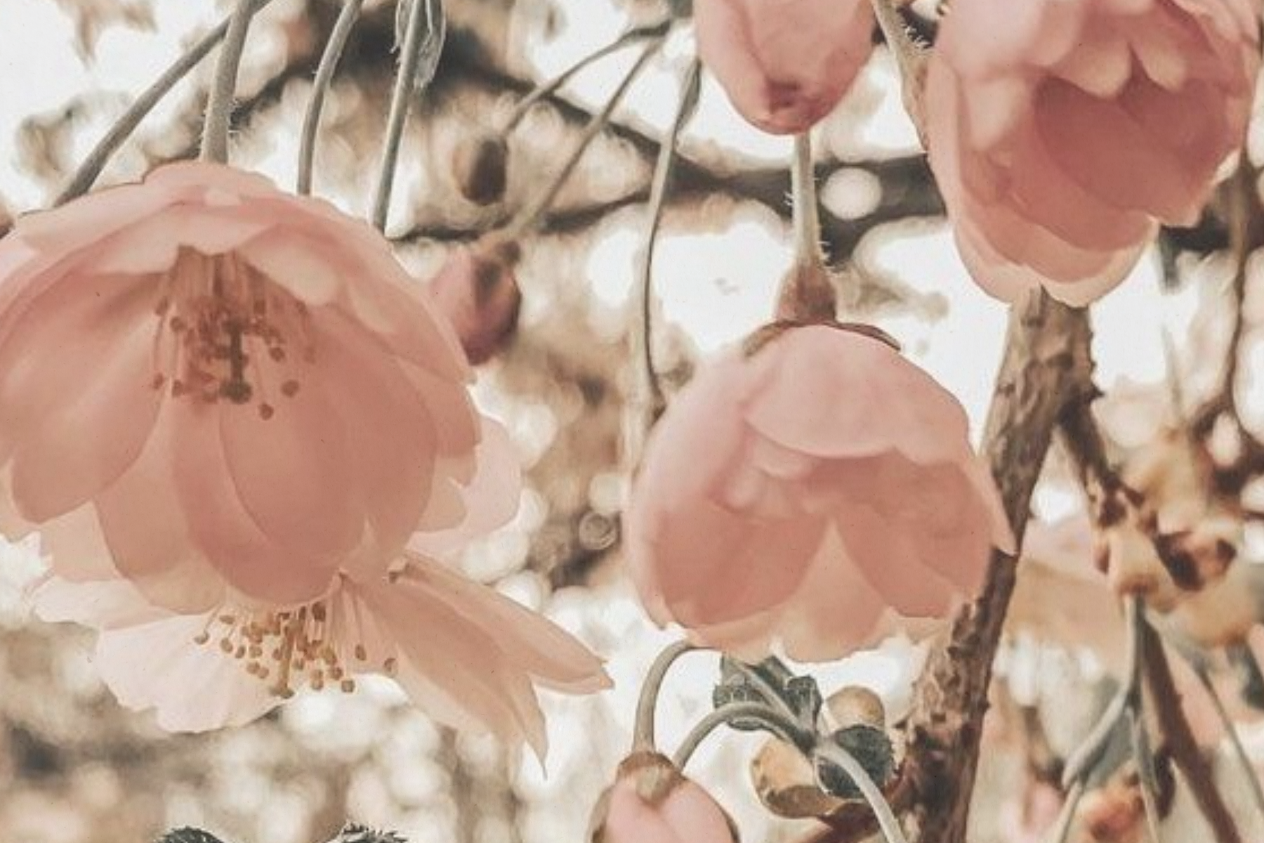 Pink Cherry Blossoms