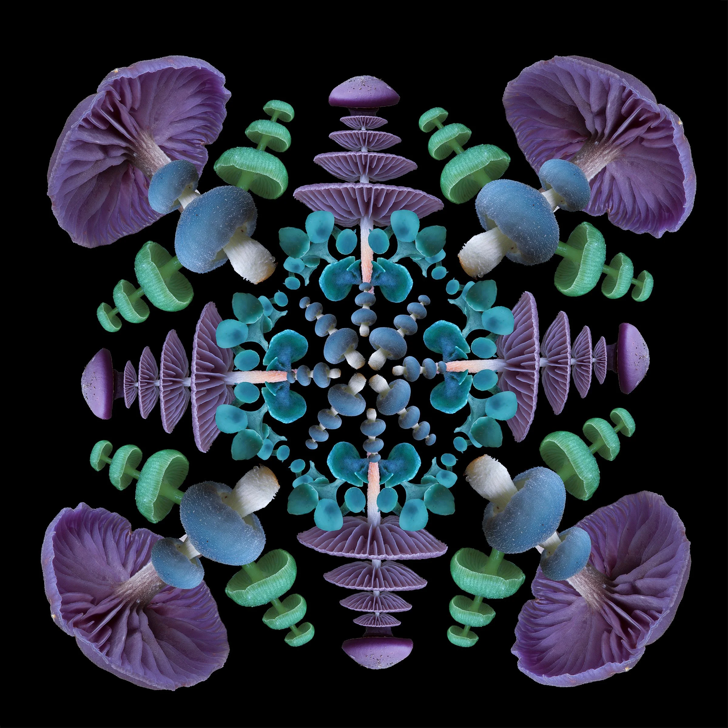 Mushroom Mandala 002