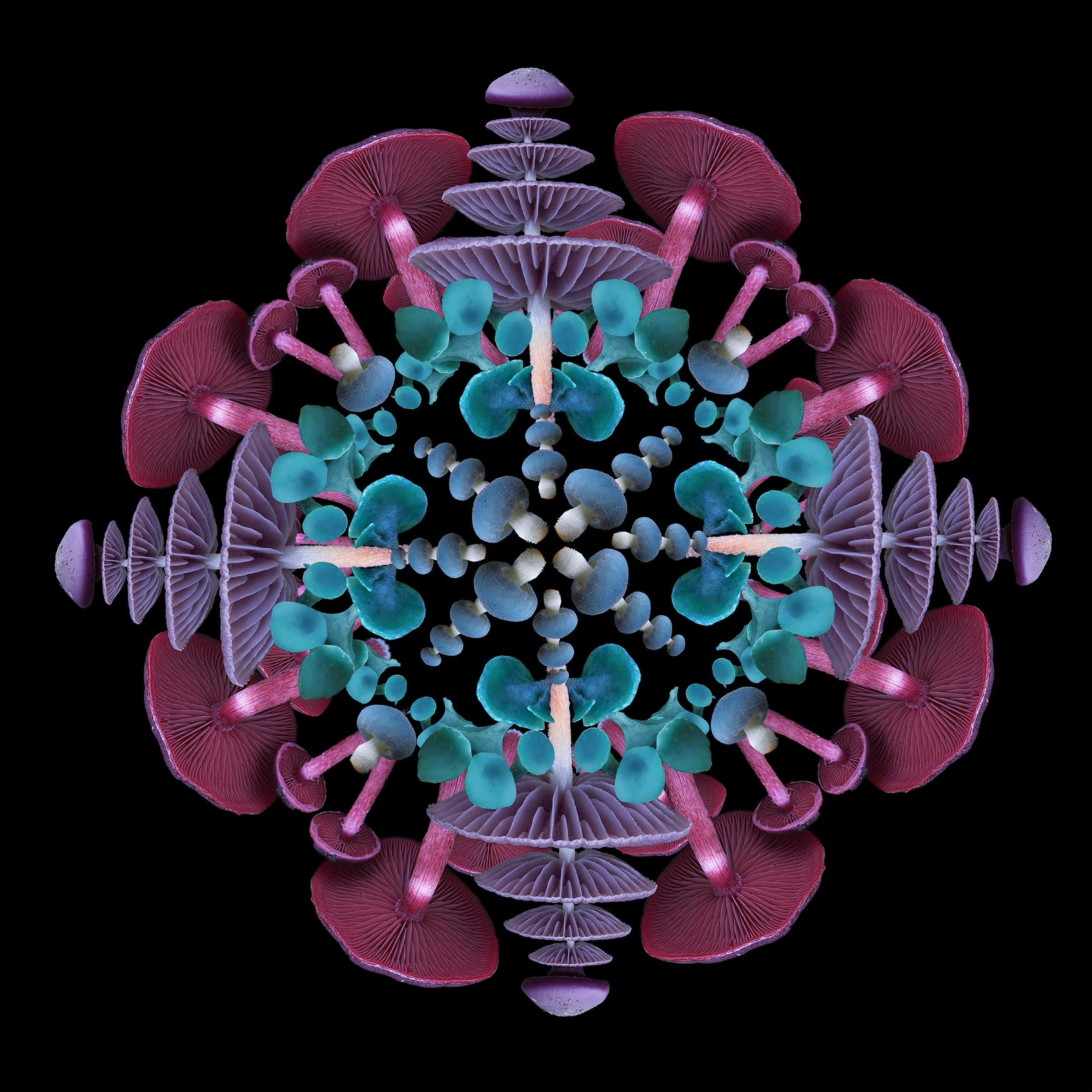 Mushroom Mandala 003