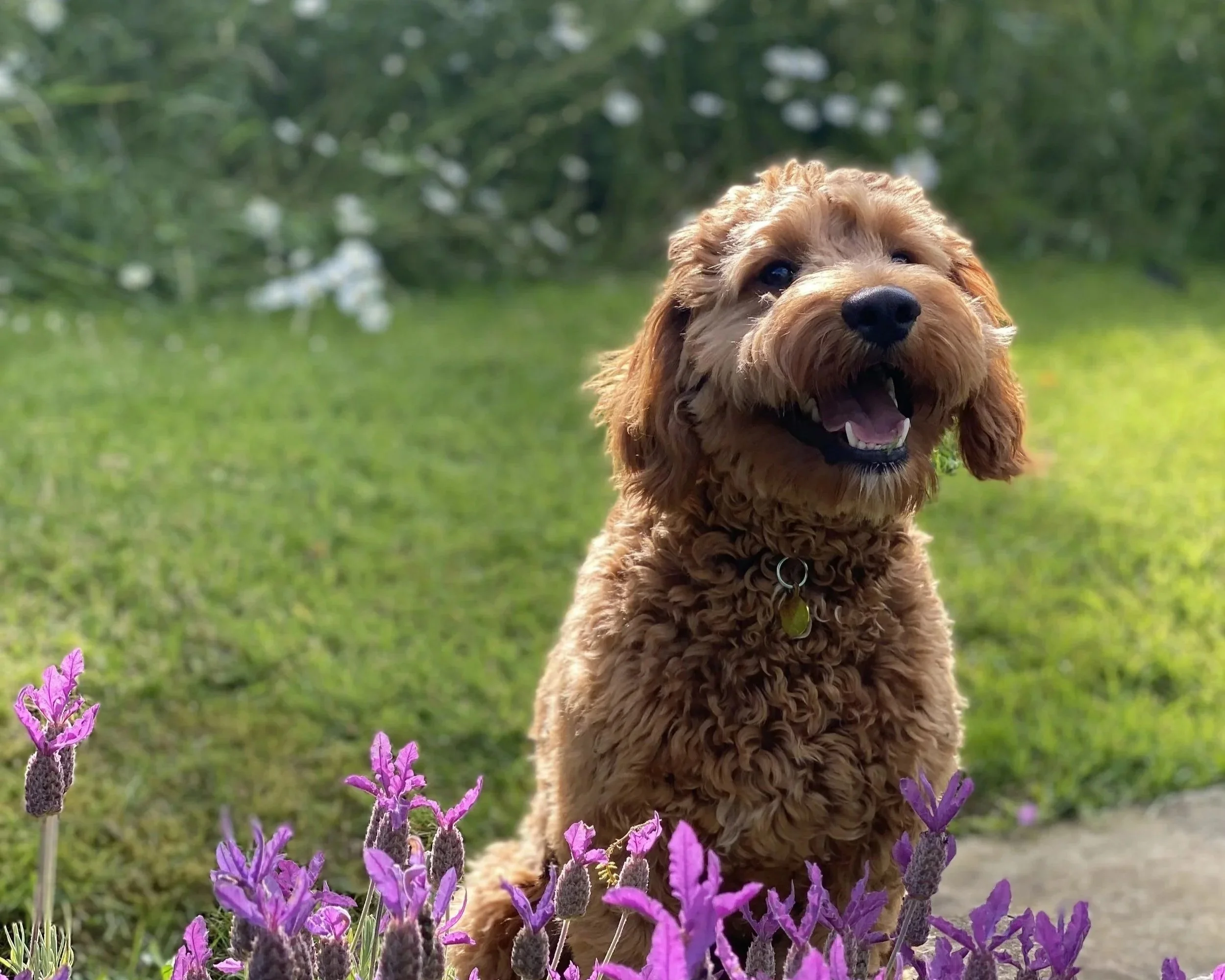 A lovely short Dog Walk from Rosara at Nicholsons 