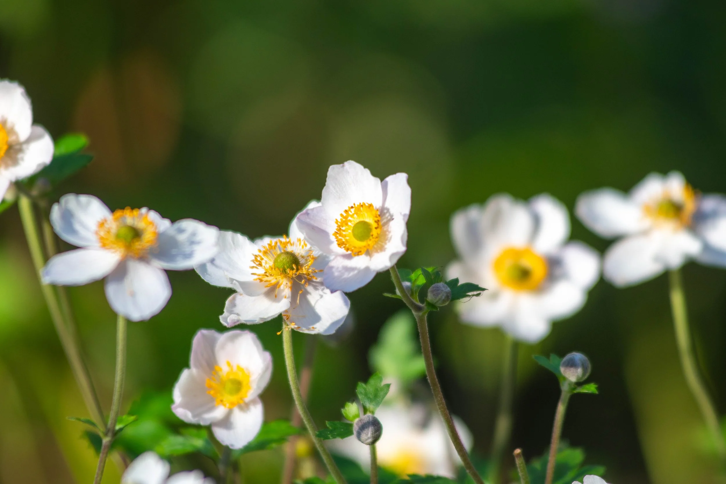 Close-up of white flowers with yellow centers and green buds against a blurred green background.