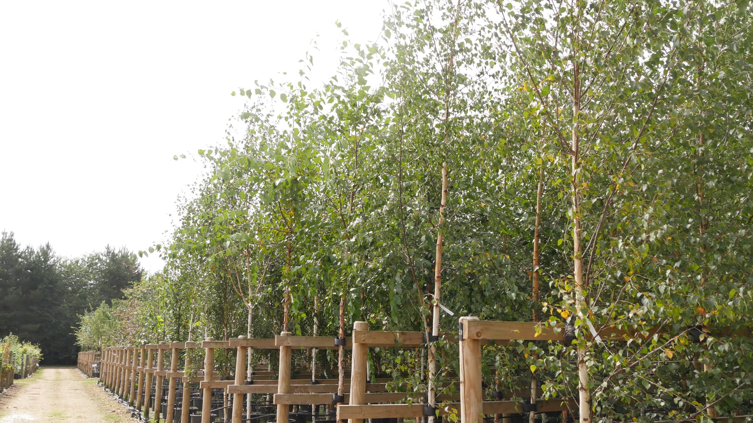 Trees for sale. Row of young trees with green leaves planted along a dirt path, supported by wooden stakes and fencing in a nursery or orchard.