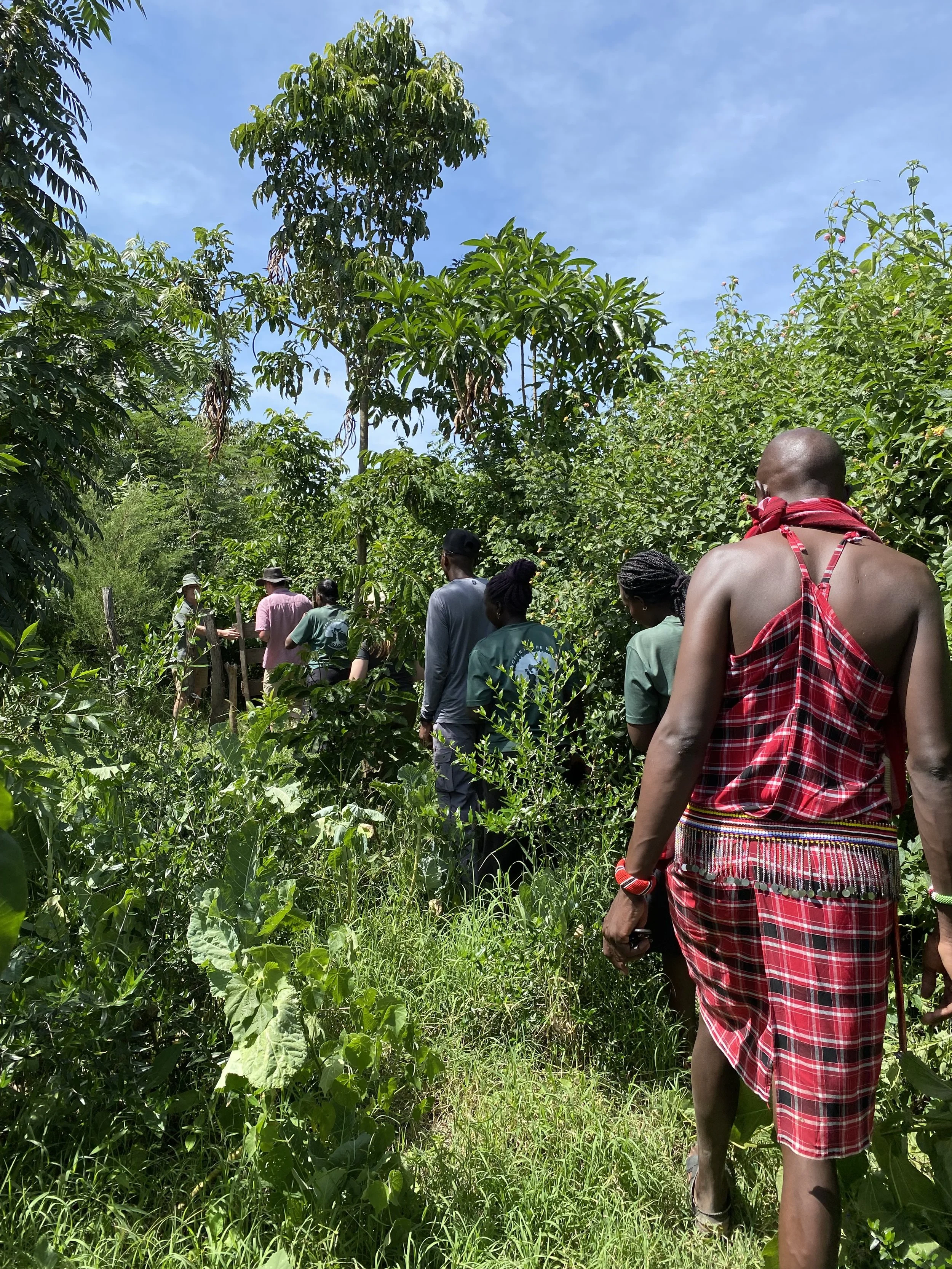 Forest tree planting in Africa indigenous species