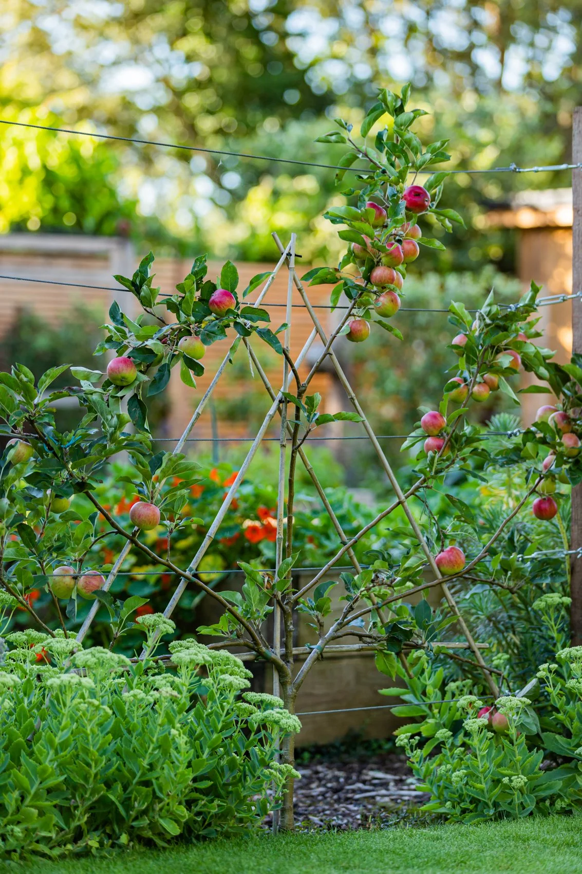 Garden design - An apple tree in a garden supported by a wooden and wire trellis, with green grass at the base and colorful flowers in the background.