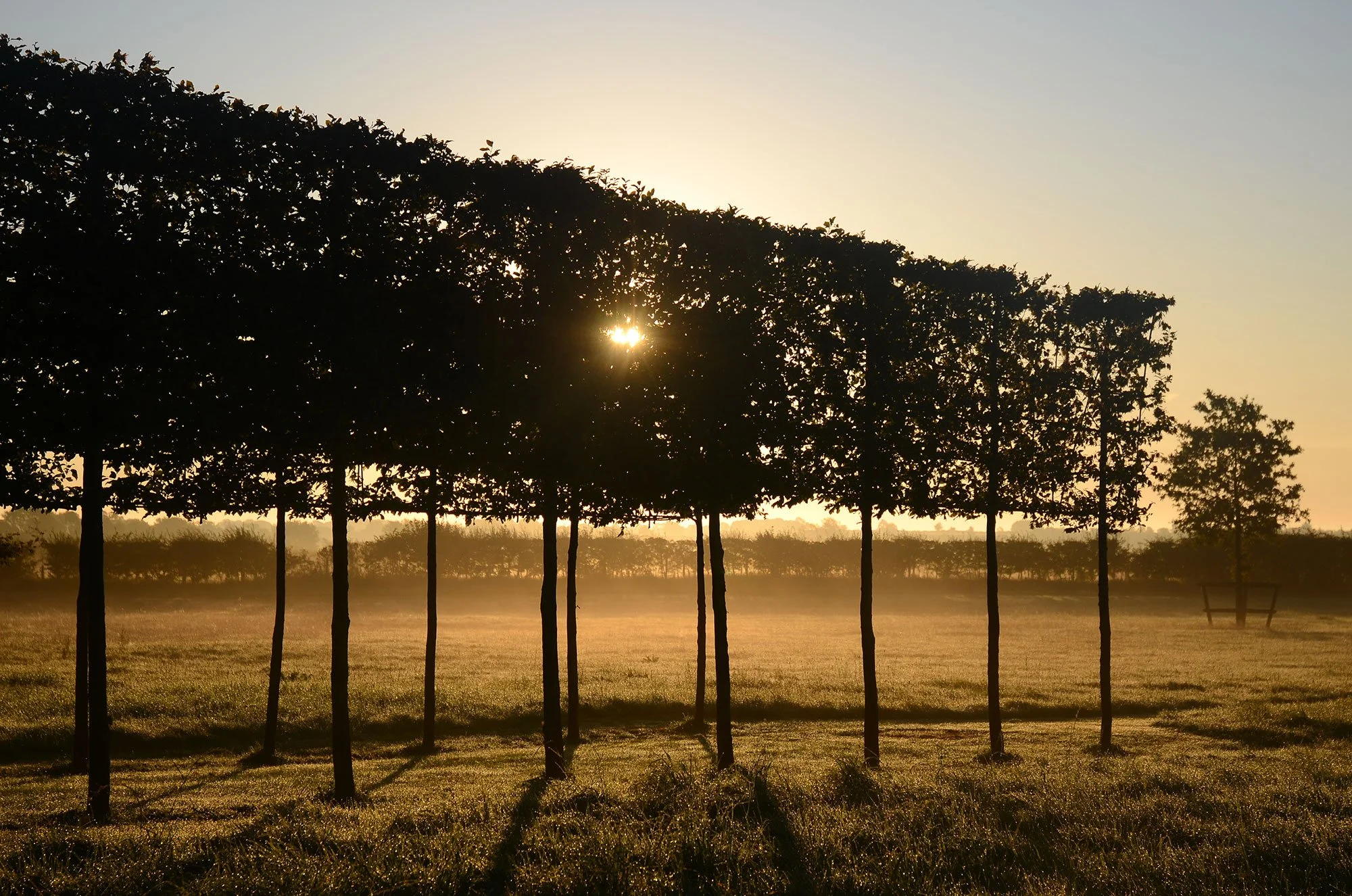 Pleached trees UK. Row of trees on a field with sunlight shining through the leaves during sunrise or sunset.