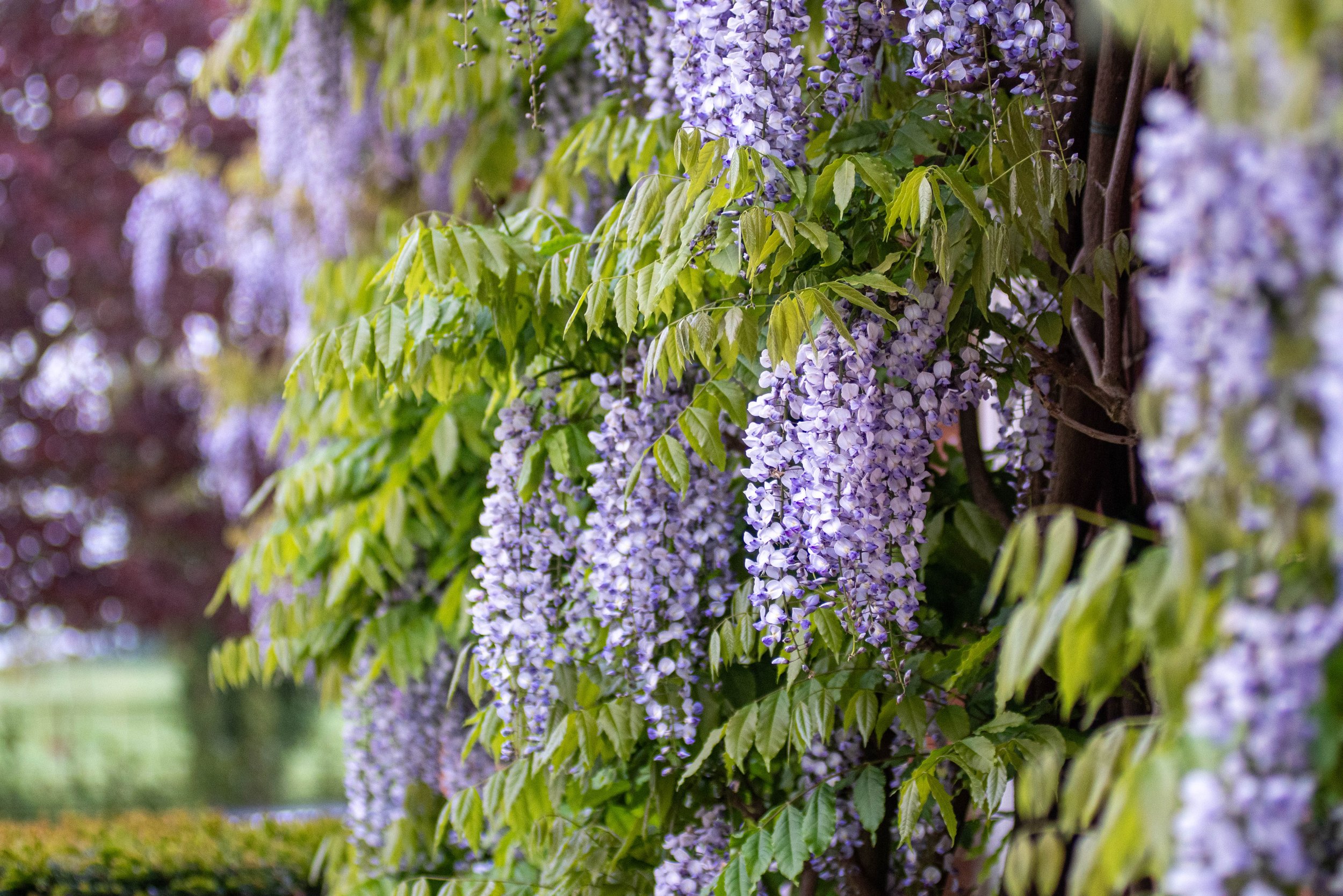 Close-up of purple wisteria flowers hanging from a vine with green leaves.
