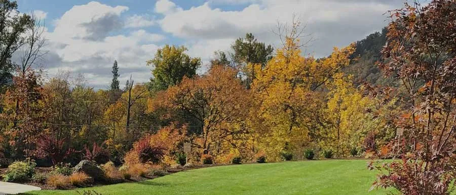 Colorful autumn foliage along a green grassy lawn