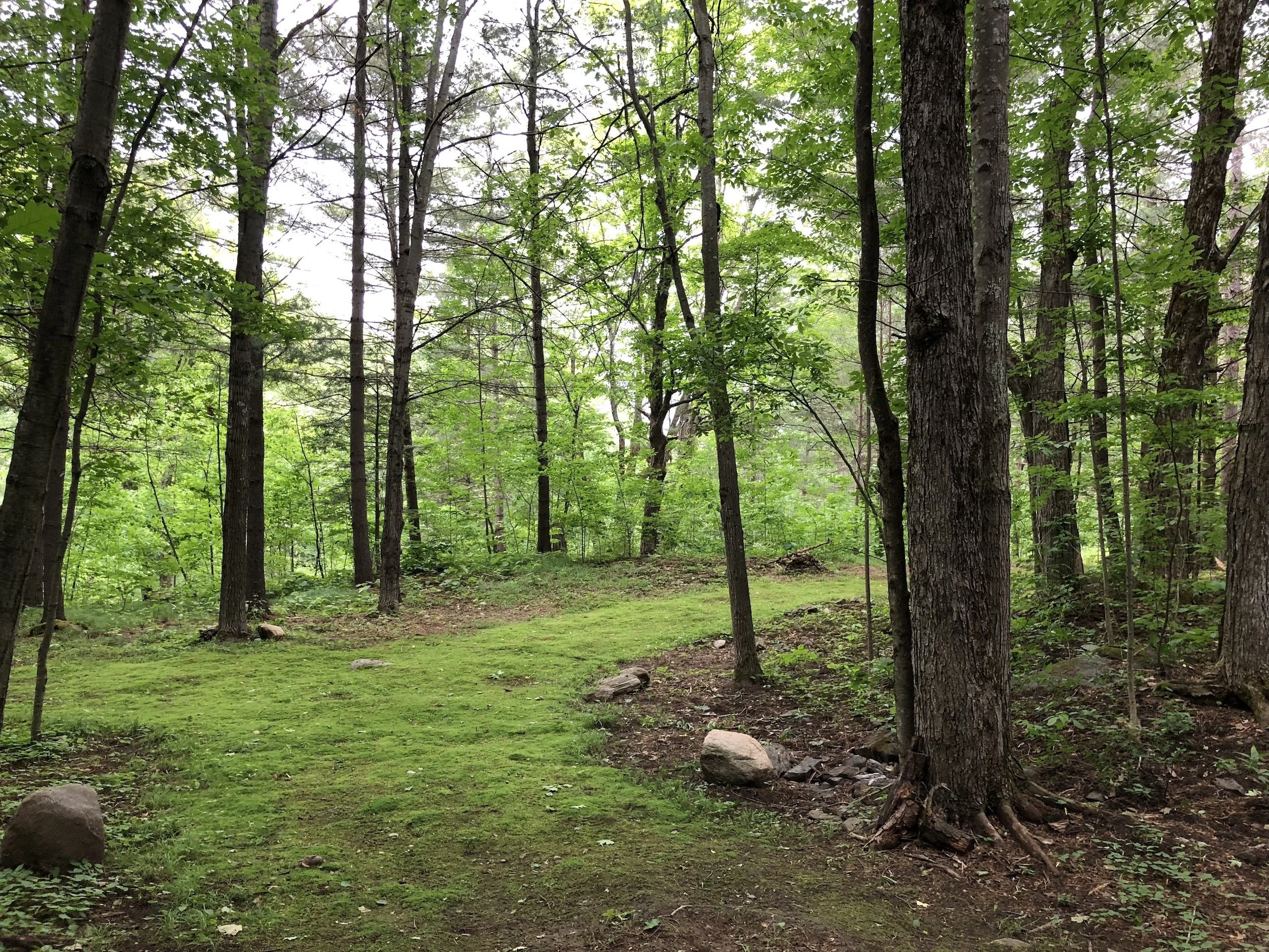 Enchanted moss covered forest at the romantic Black River Retreat couples resort