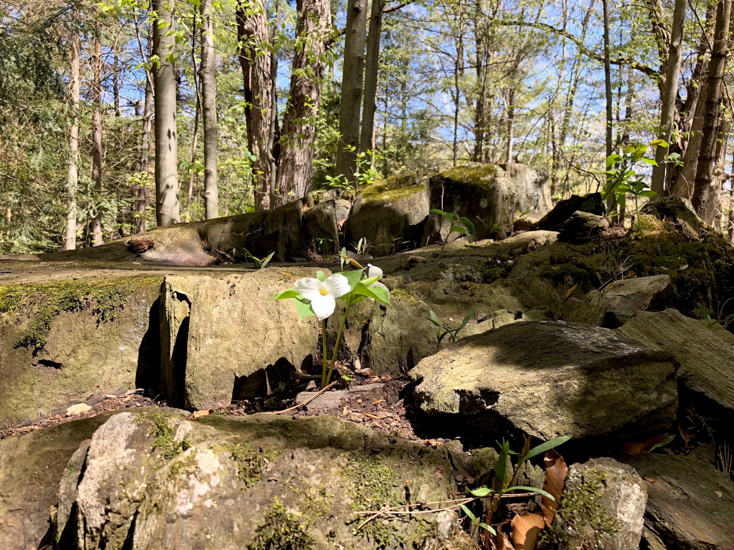 Spring Trillium.jpeg