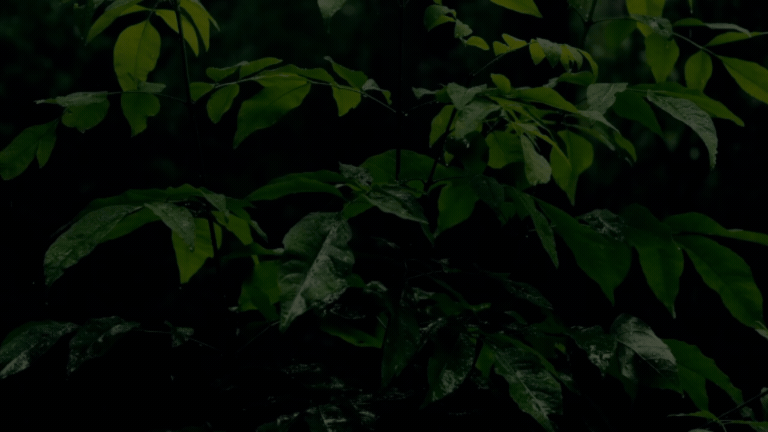 Close-up of dark green leaves in a dense forest or garden.