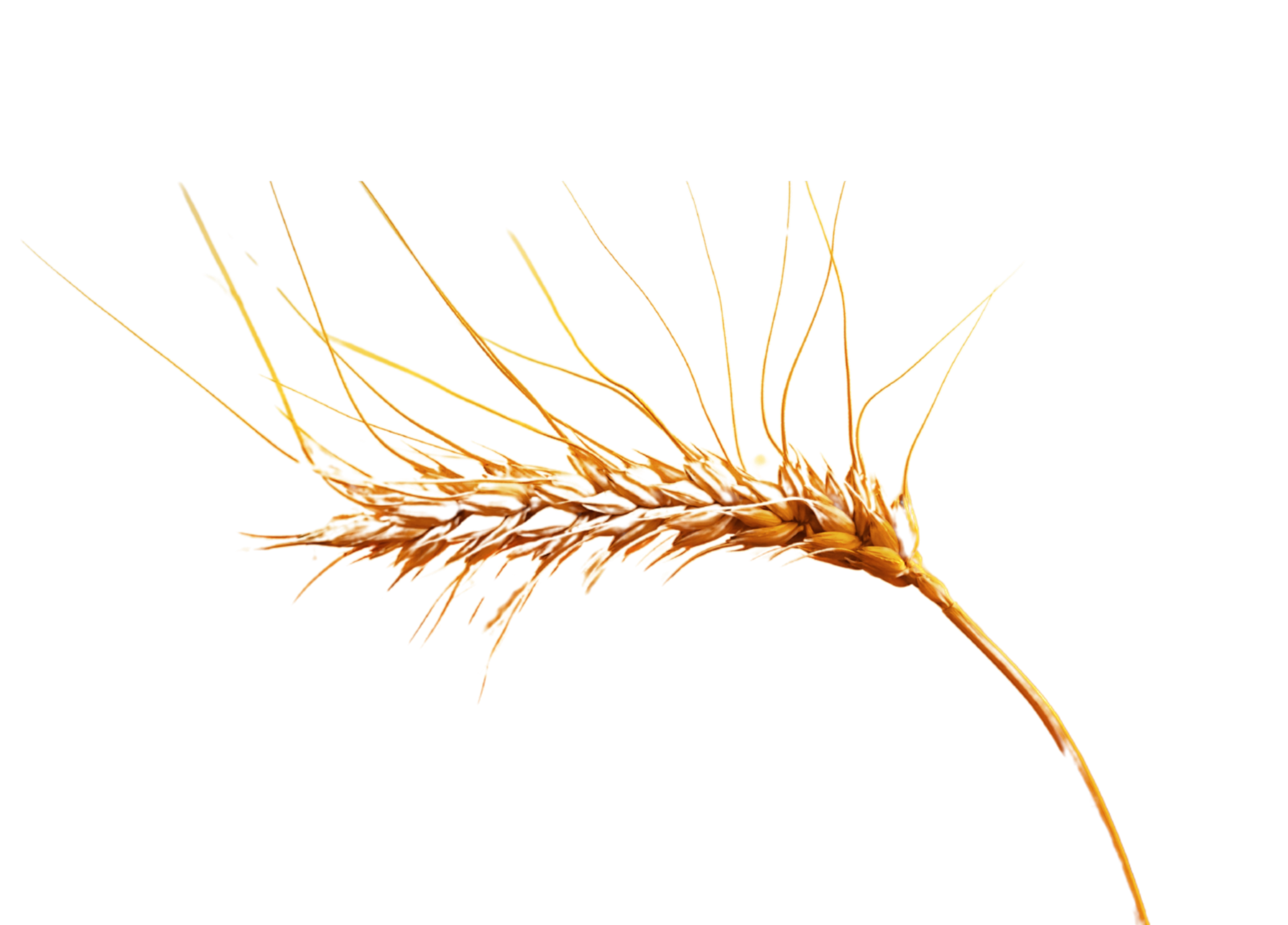 Close-up of a wheat spikelet with a few green leaves and a long, curved stalk against a plain background.