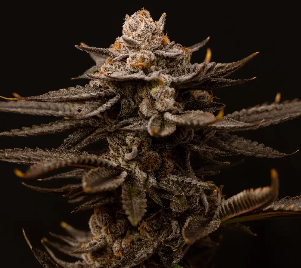 Close-up of a cannabis bud with green and purple hues and orange hairs.