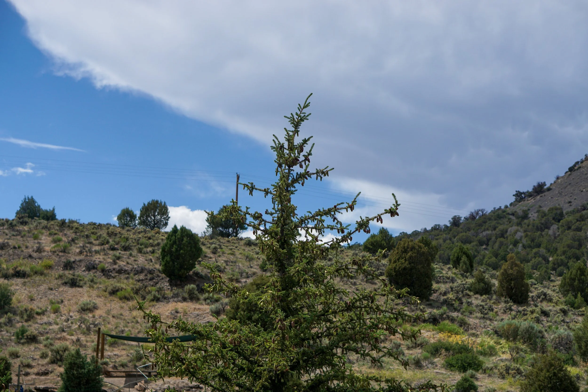 A tree with sparse branches and pine cones growing in a mountainous area with other trees and bushes, under partly cloudy sky.