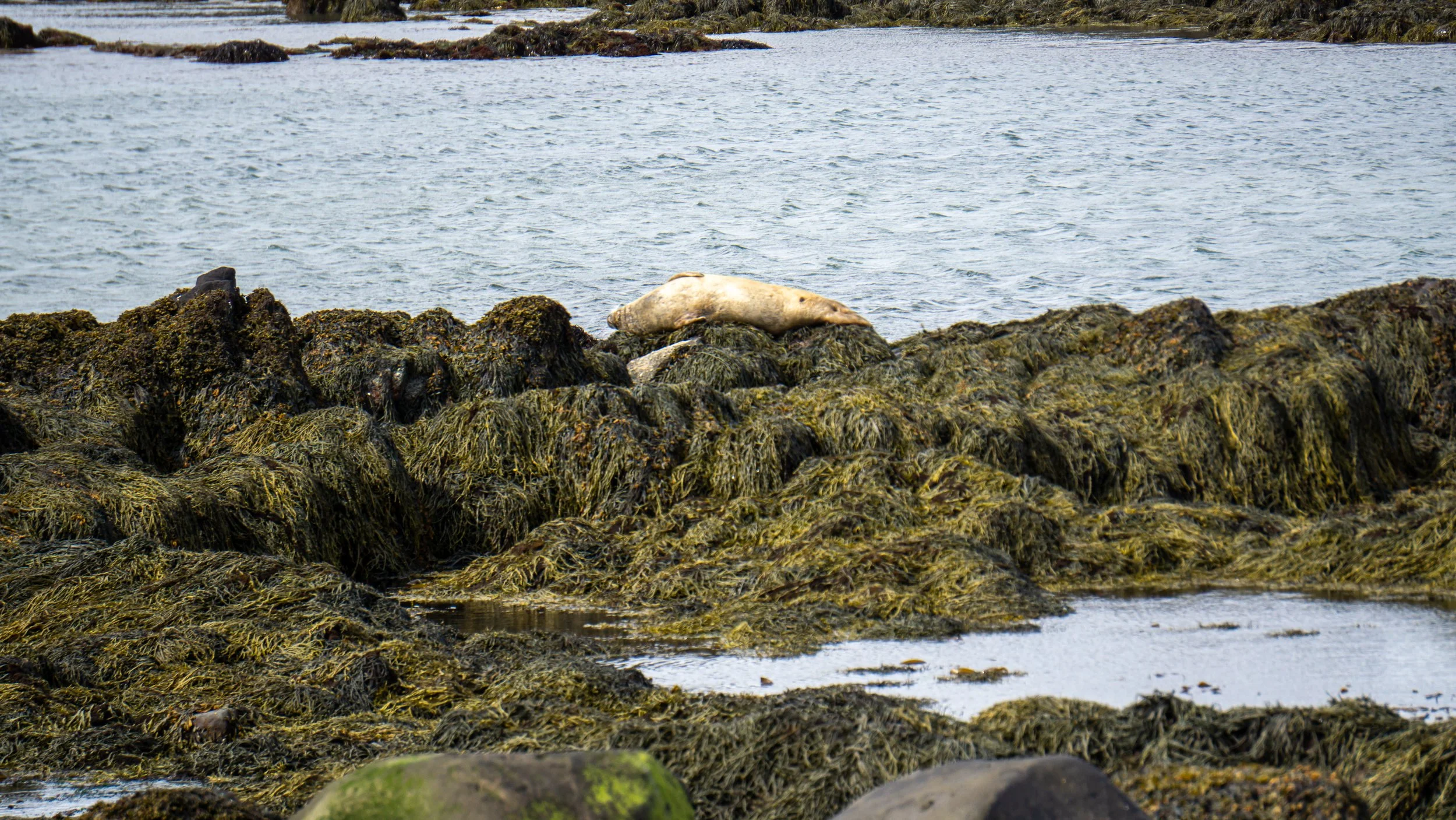 A seal resting on rocks covered with seaweed by the ocean.