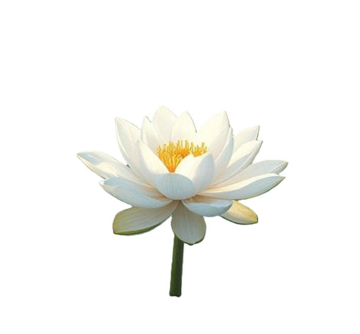 White lotus flower symbolizing healing, growth and recovery from trauma through psychotherapy