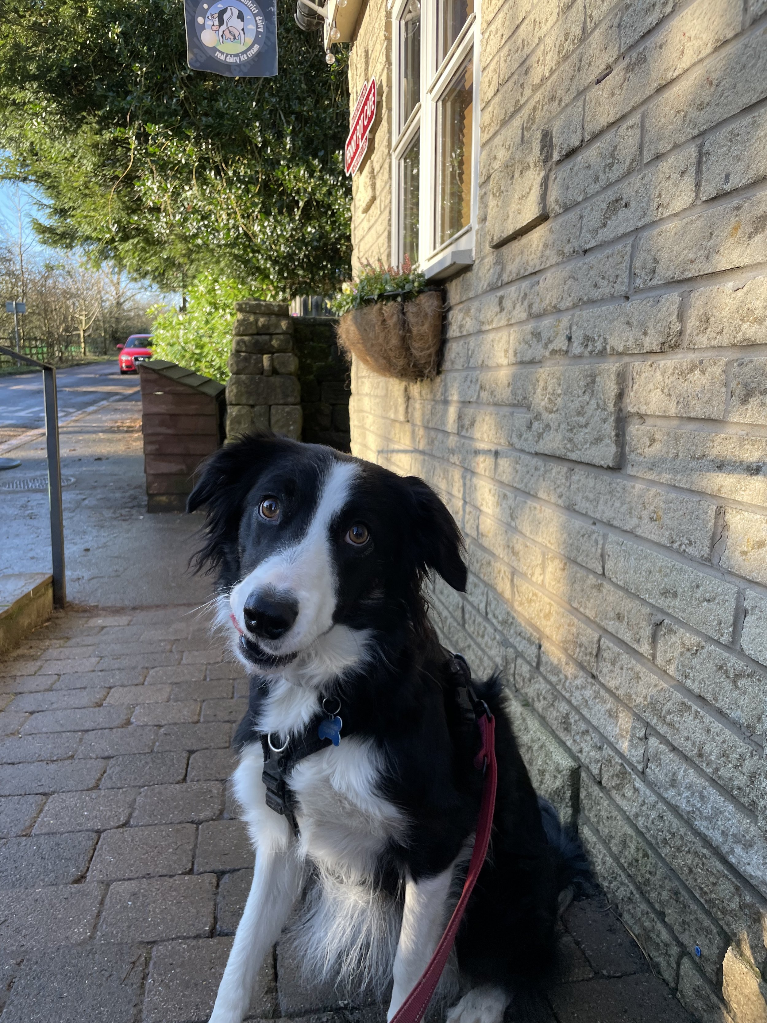 A black and white border collie dog sitting on a sidewalk outside a building with brick walls, looking at the camera with a leash attached to its collar.