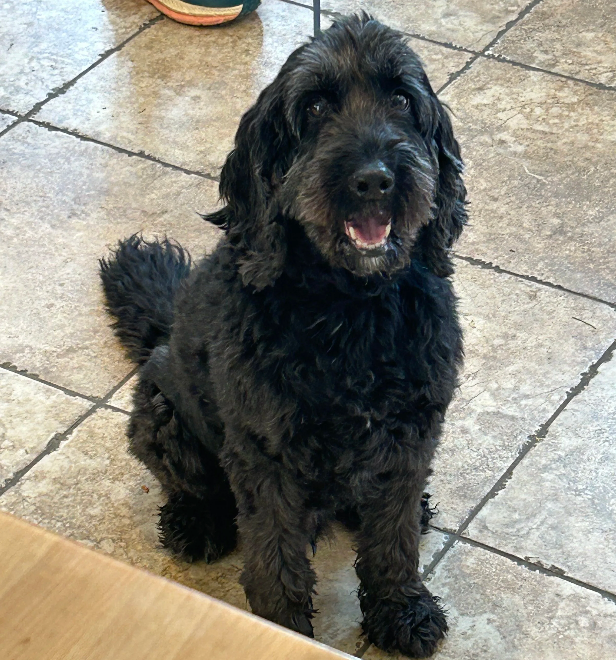 Cute black puppy with curly fur sitting on tiled floor and looking up, smiling.