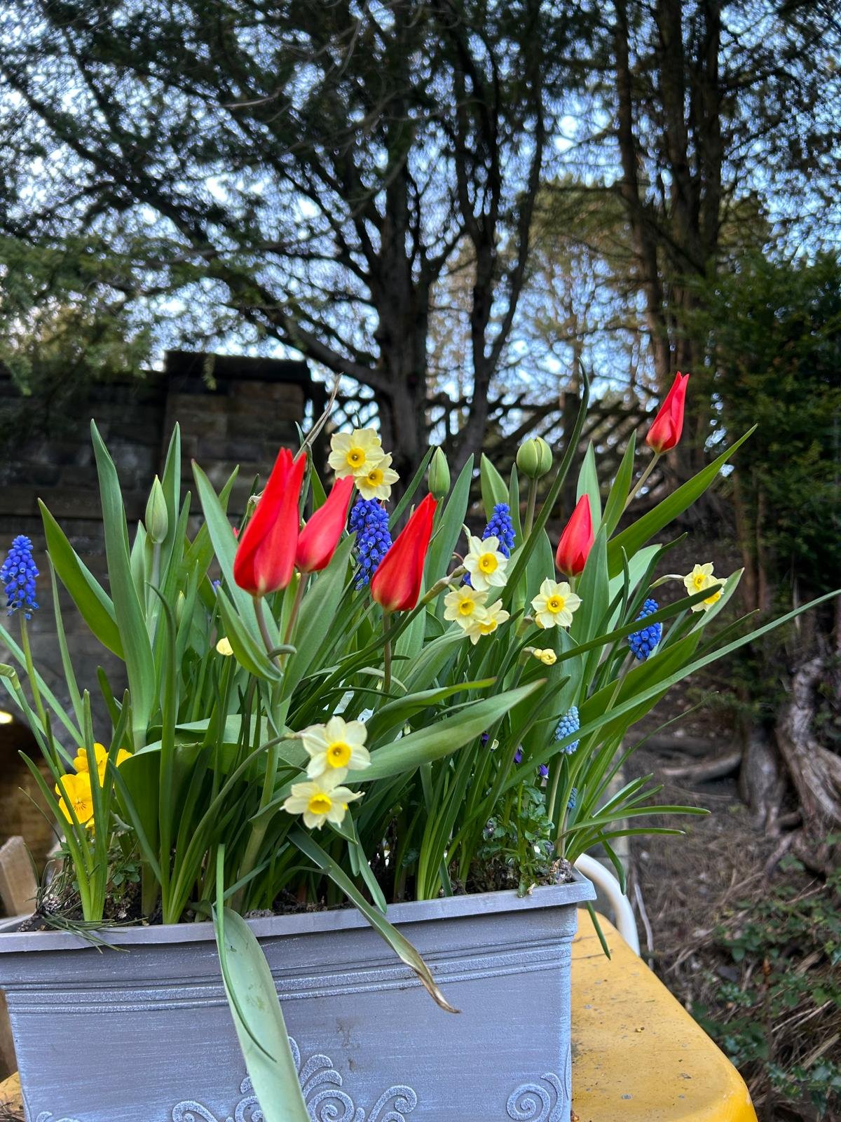 Tricycle flowers.jpeg