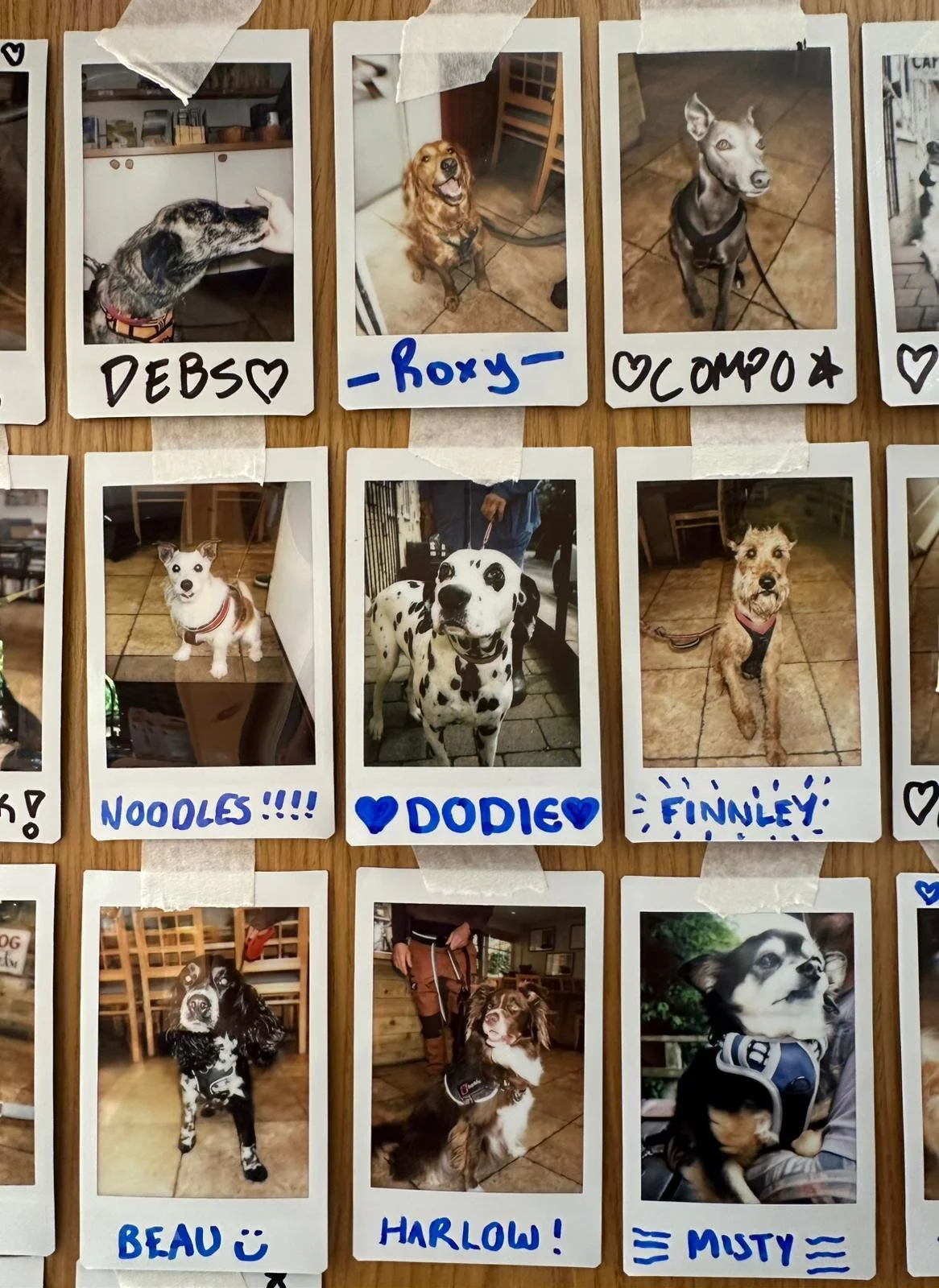 Some of our four-legged customers.