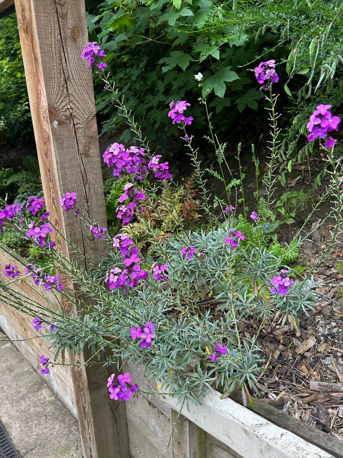 A bee favourite!