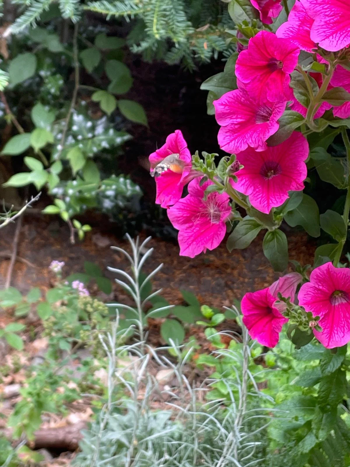A hummingbird moth enjoying our pollinator friendly garden!