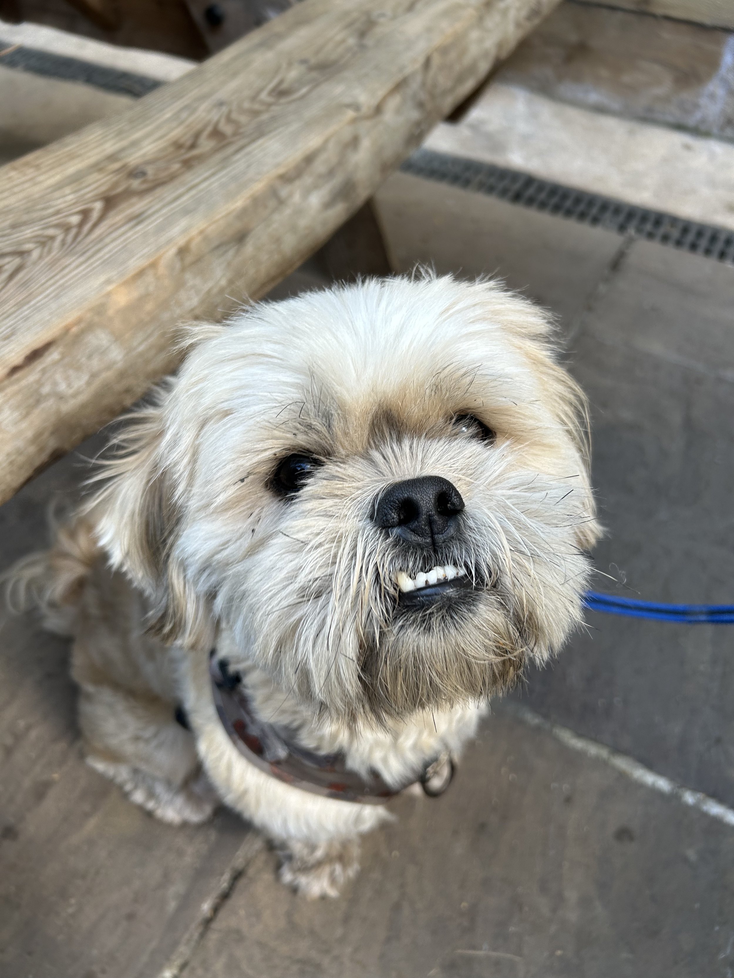 A small, fluffy, light-colored dog with a scruffy face, showing teeth and winking eye, sitting on a concrete floor near a wooden bench.