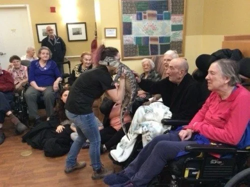 A woman presenting a small alligator to a group of elderly people, some in wheelchairs, in a communal room with yellow walls and framed artwork.