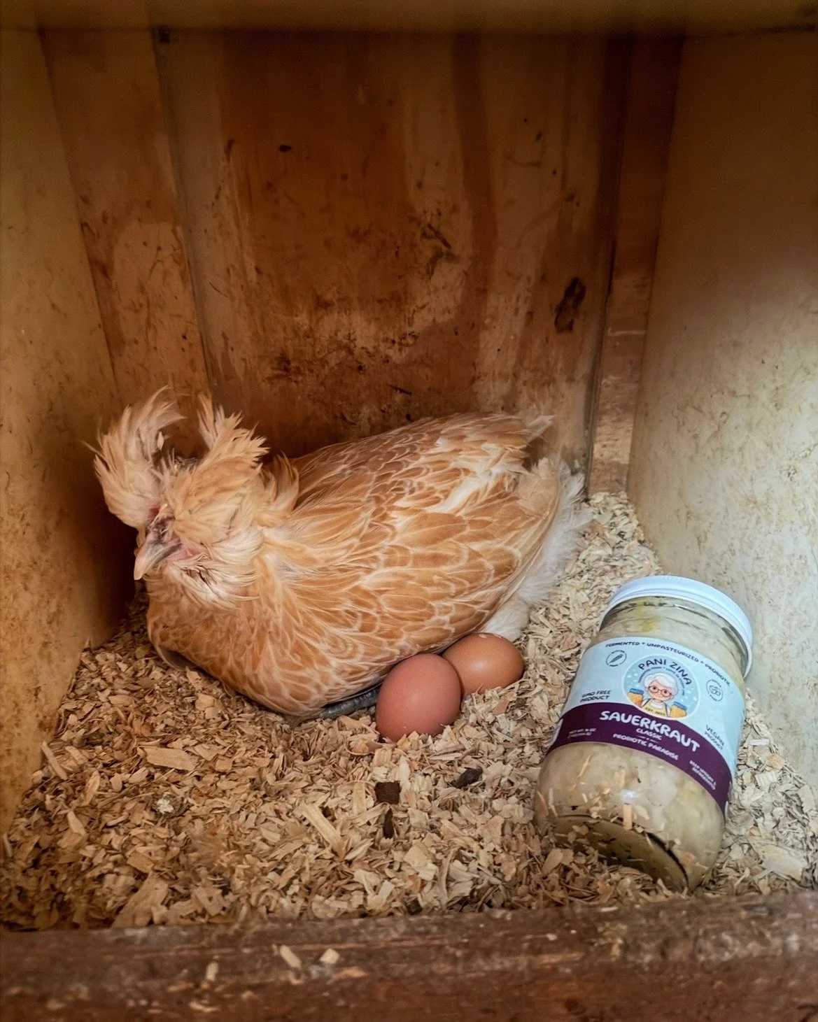 A beautiful spring morning at @fourstairsfarm with their happy hens! 🐔☀️ Their commitment to sustainable, local farming perfectly aligns with our mission here at Pani Zina.

There is nothing like pairing our Probiotic Crunch with fresh, farm eggs fo