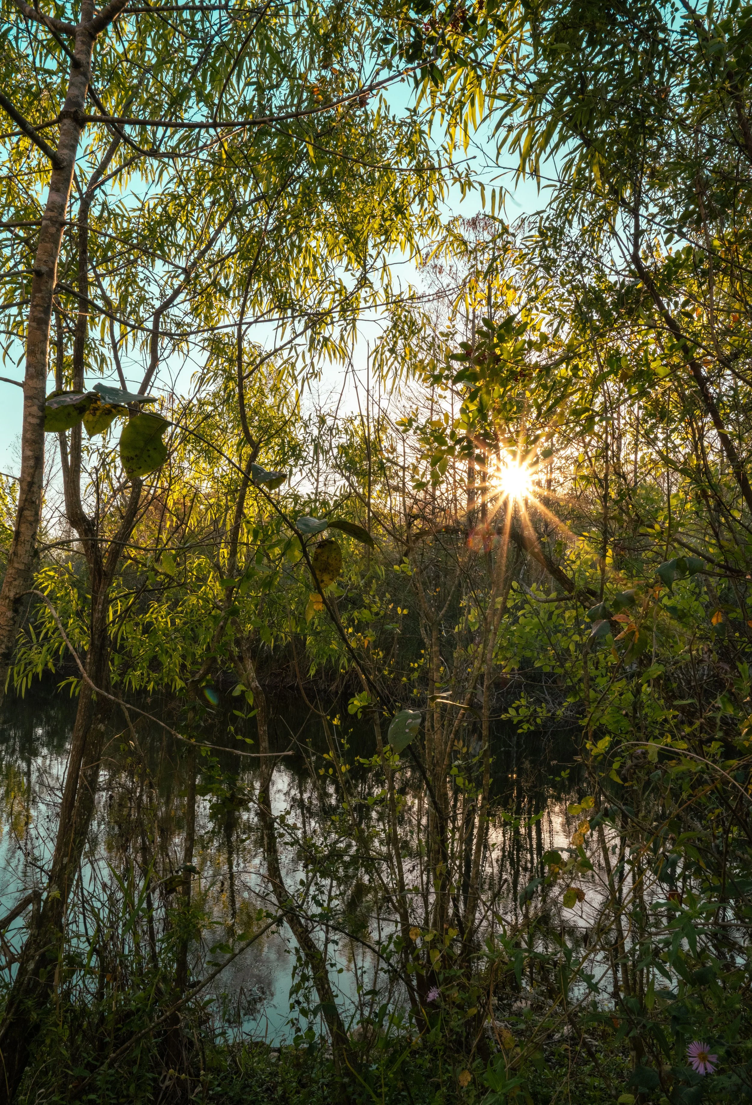 Sunlight shining through dense green trees over a body of water.