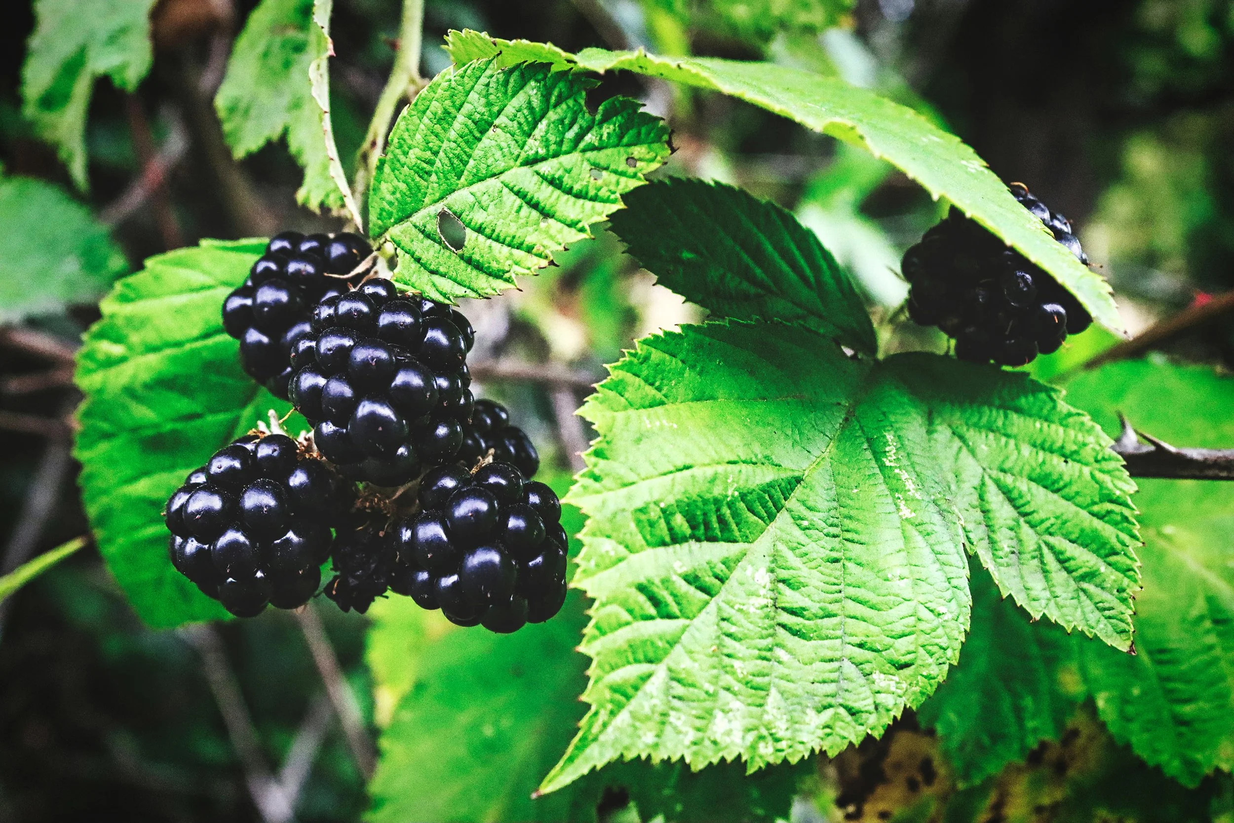 Clusters of ripe blackberries on green bushes with large, serrated leaves.