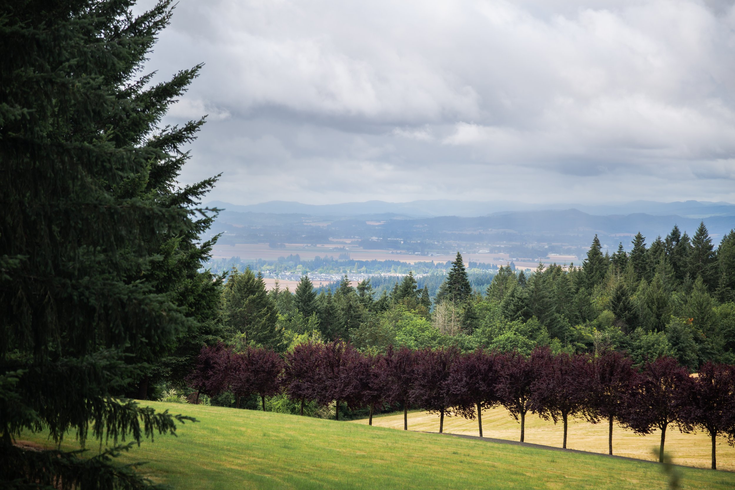 A scenic view of a lush green park with well-maintained grass, a row of purple-leafed trees, and a dense forest of evergreen trees in the foreground. In the background, a misty landscape of rolling hills and valleys under cloudy sky.