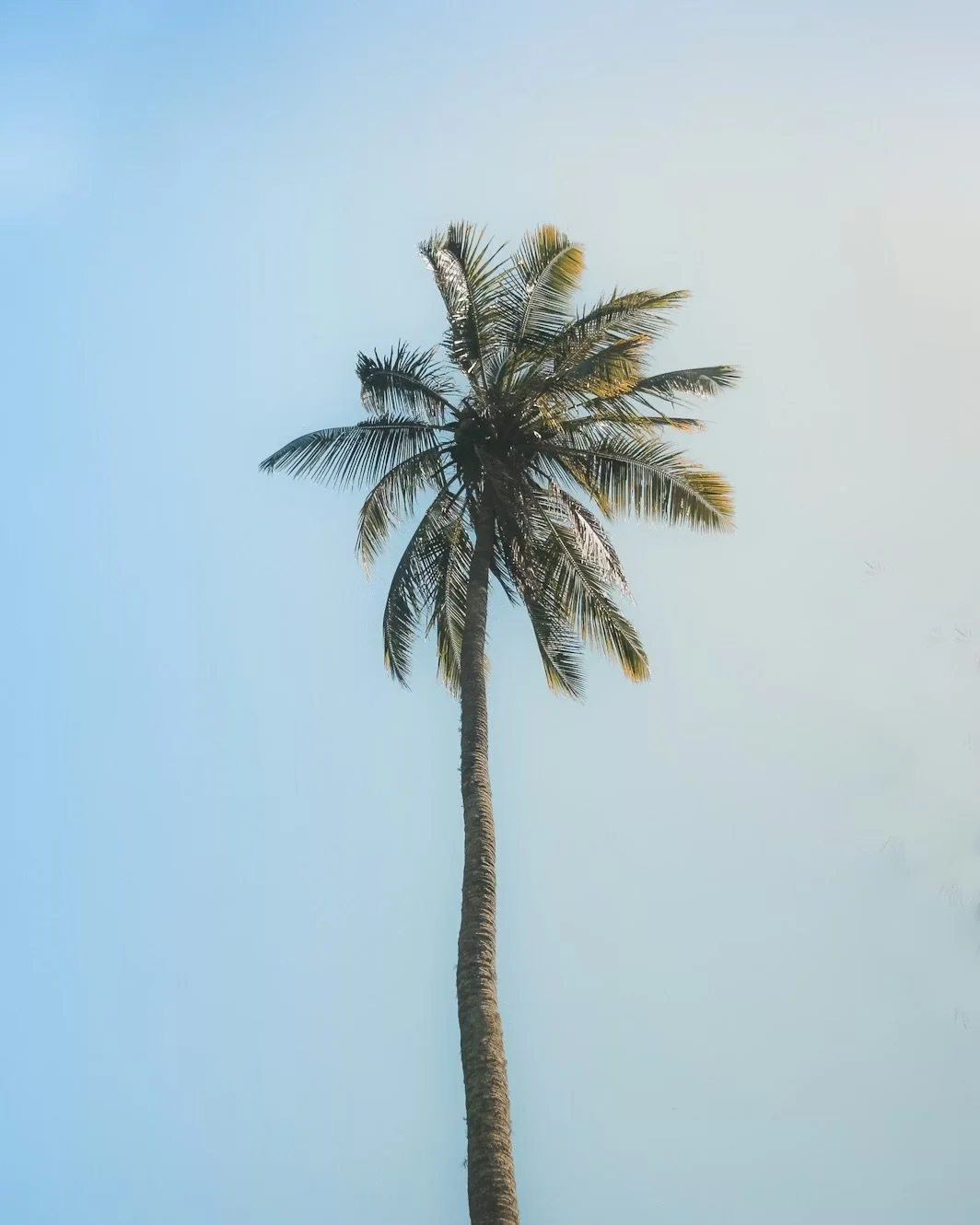 A tall palm tree with green fronds against a gradient blue sky.