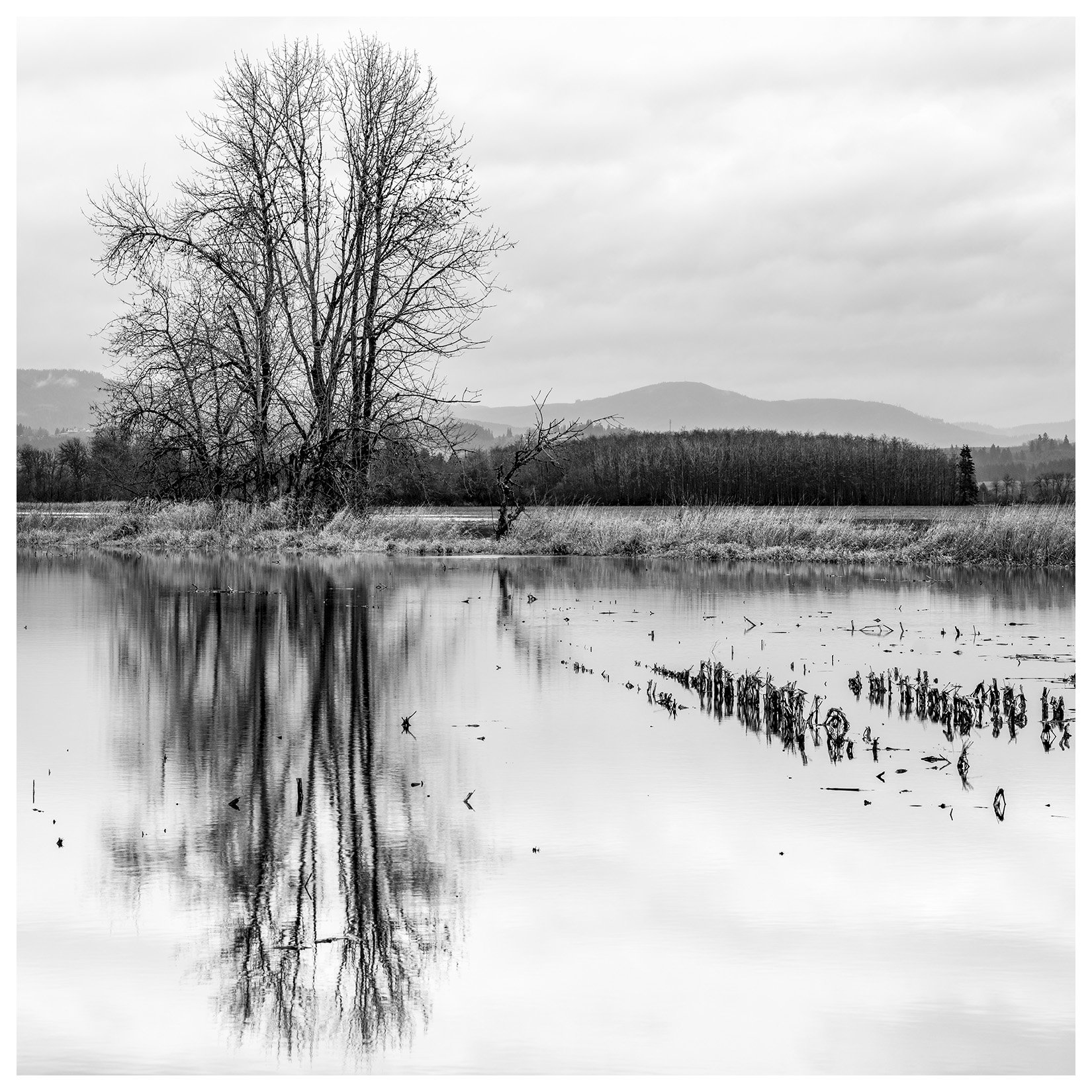 Fine Art Black and White Landscape photograph of tree reflection, Oregon.