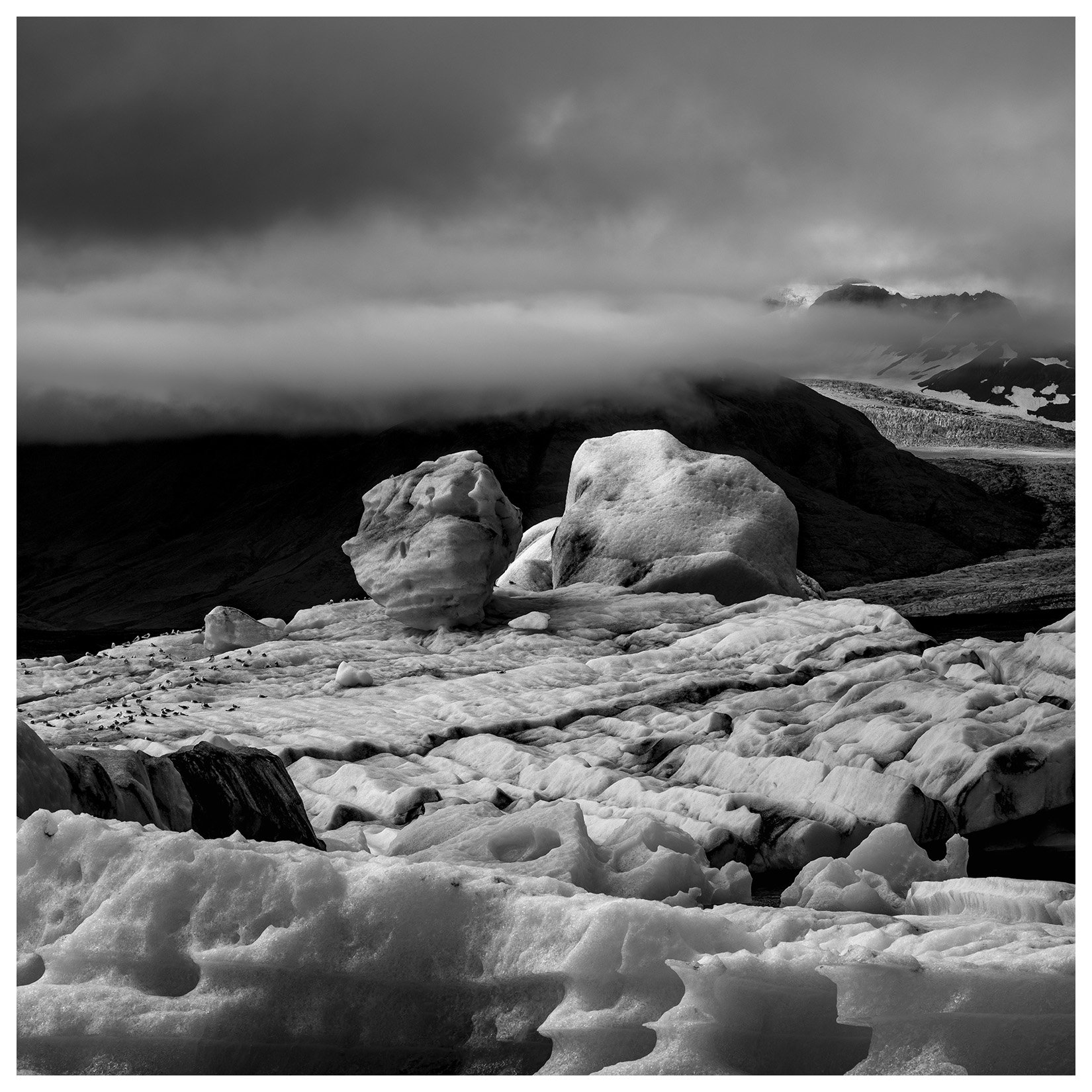 Fine Art Black and White Landscape photograph of Arctic Skuas on icebergs, Jökulsárlón, Iceland.