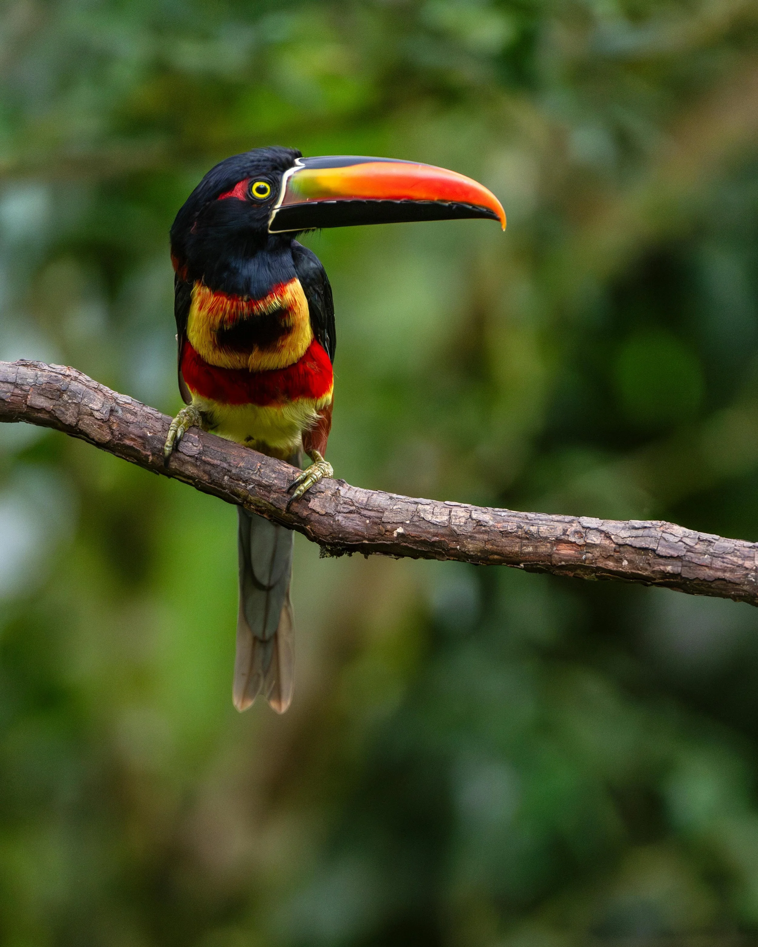 Colorful toucan with black, yellow, red, and orange feathers perched on a tree branch in a lush green forest.