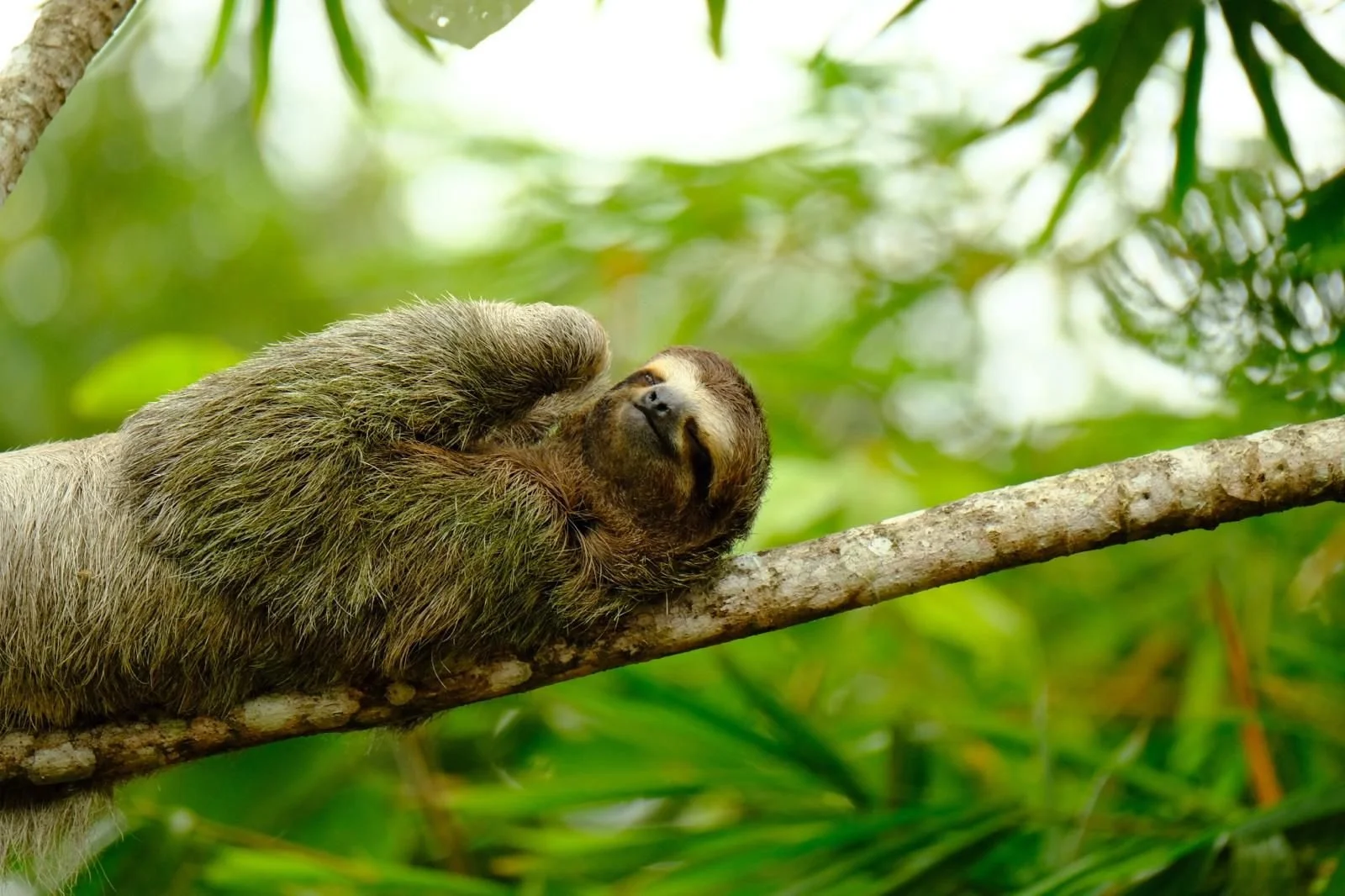 Sloth resting on a tree branch in a lush green forest, with its eyes closed.