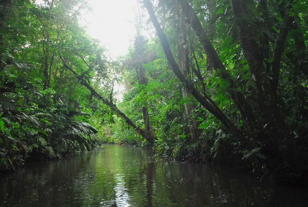 A lush, green tropical rainforest with a narrow river running through it, sunlight filtering through dense canopy.