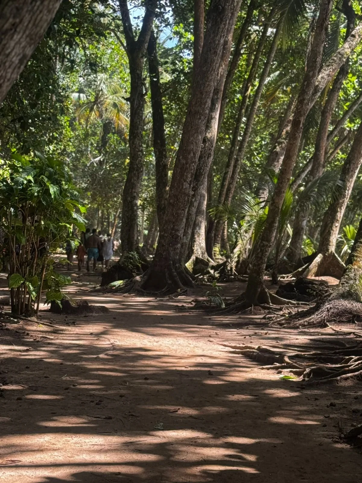 People walking on a shaded forest trail with tall trees and lush greenery.