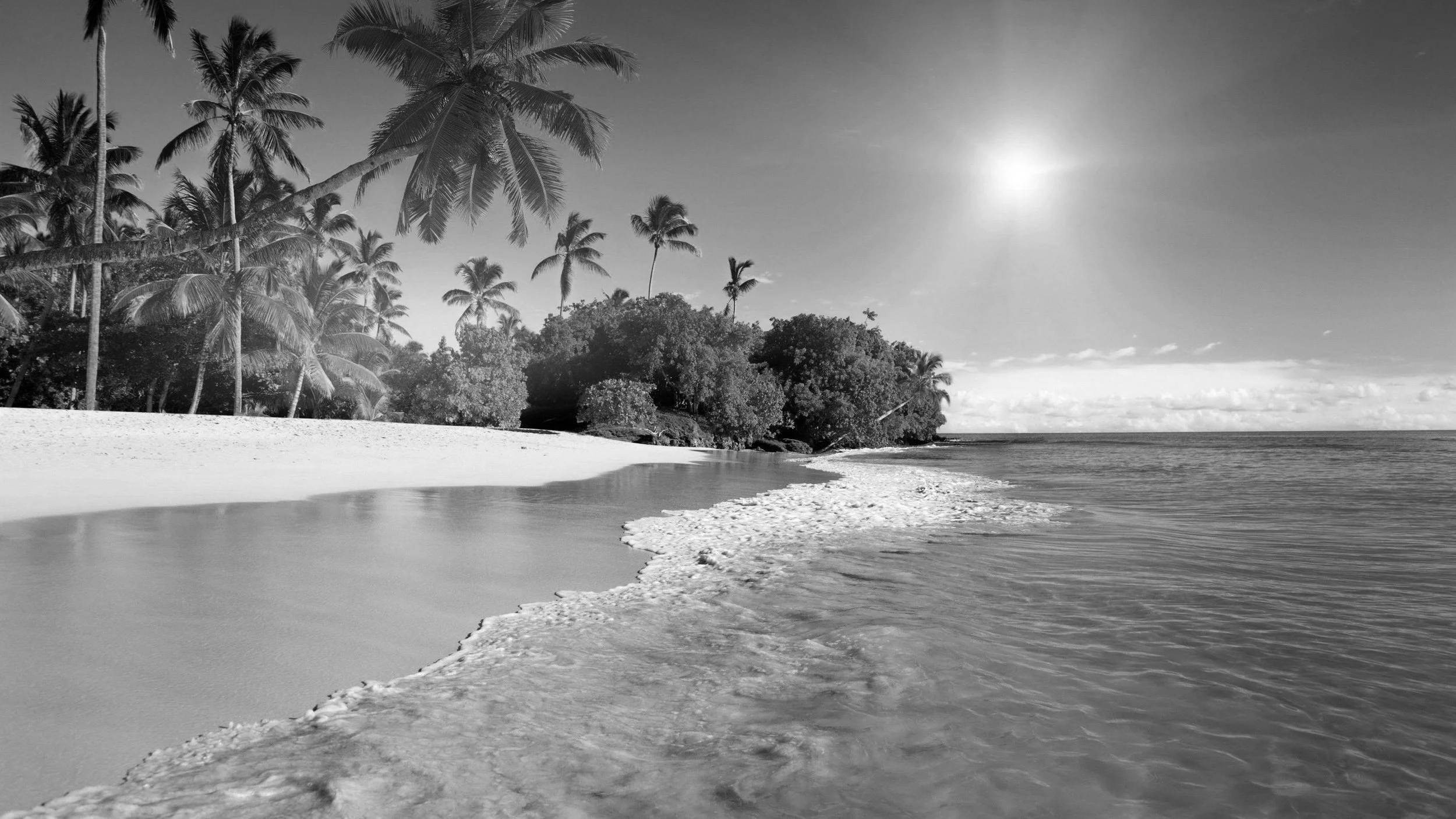 A tropical beach with palm trees, a sandy shoreline, and calm ocean waters under the sun, shown in black and white.