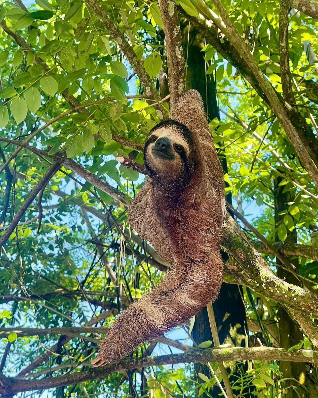 A sloth hanging from a tree branch in a lush green forest.