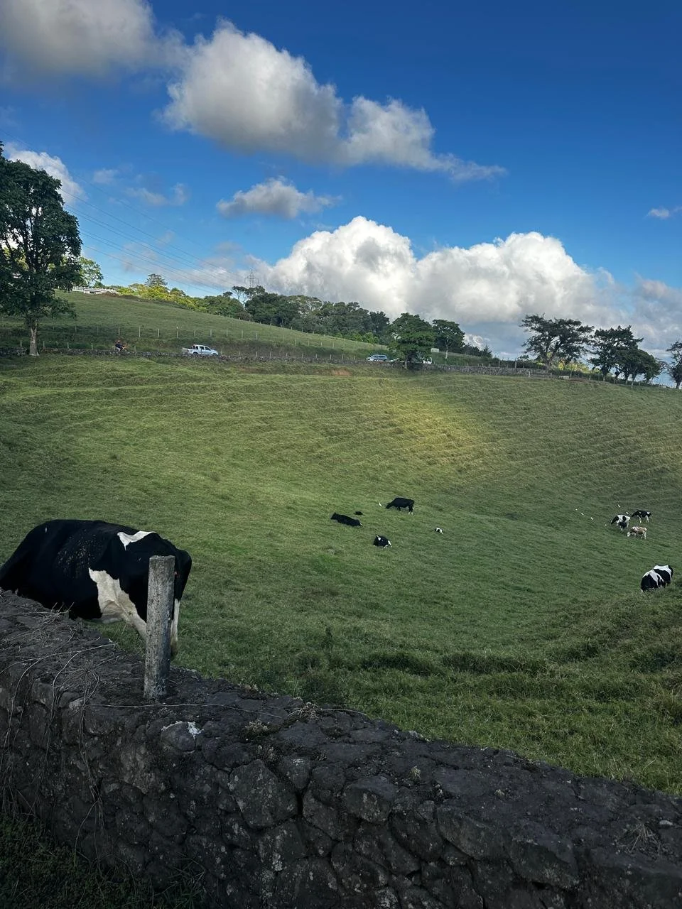 Green pasture with black and white cows grazing under a partly cloudy blue sky, with trees and a road in the background.