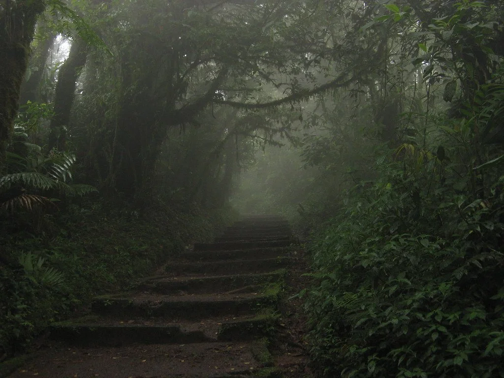 A foggy forest pathway with stone steps surrounded by dense green foliage.